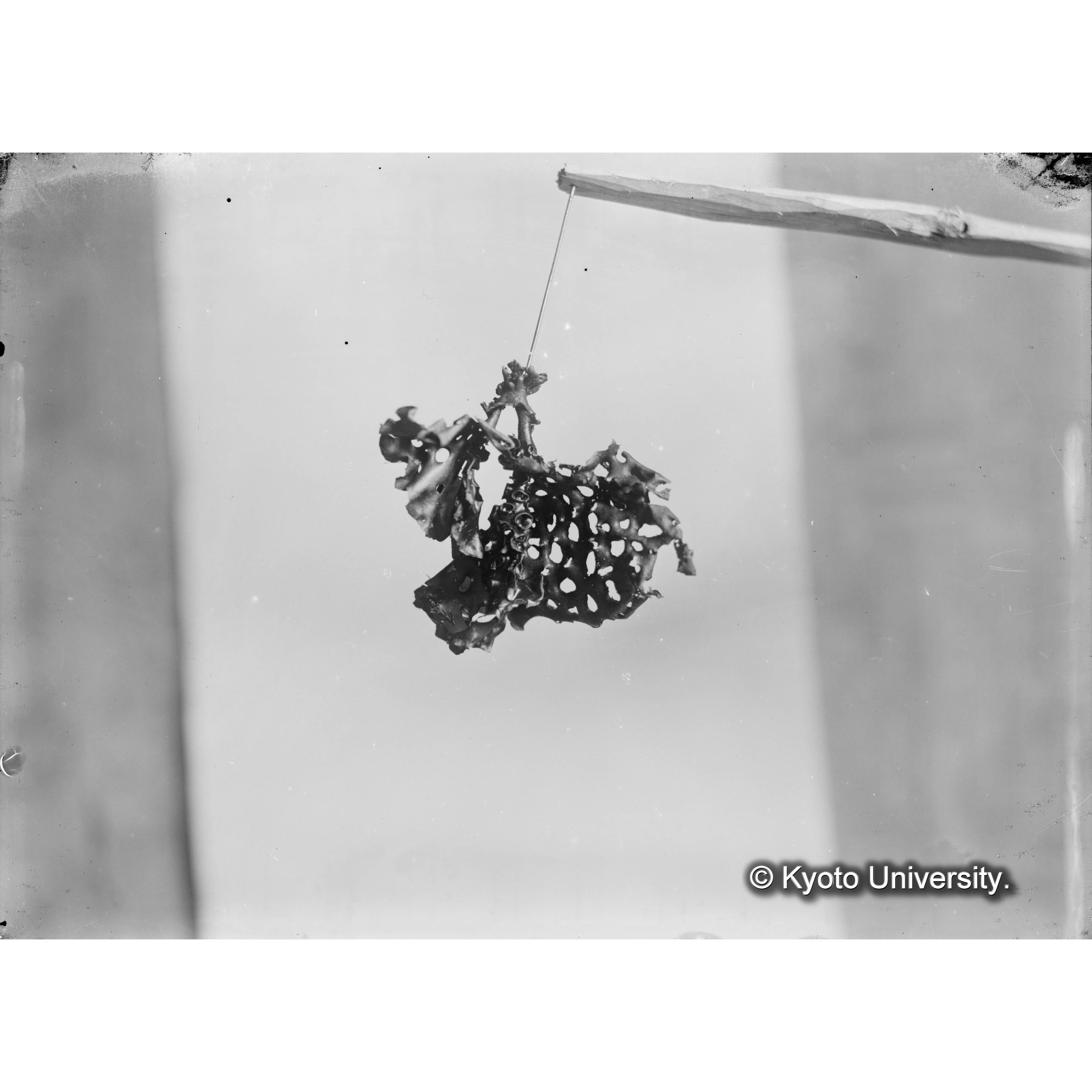 Thalassiophyllum clathrus / 占守 (4)