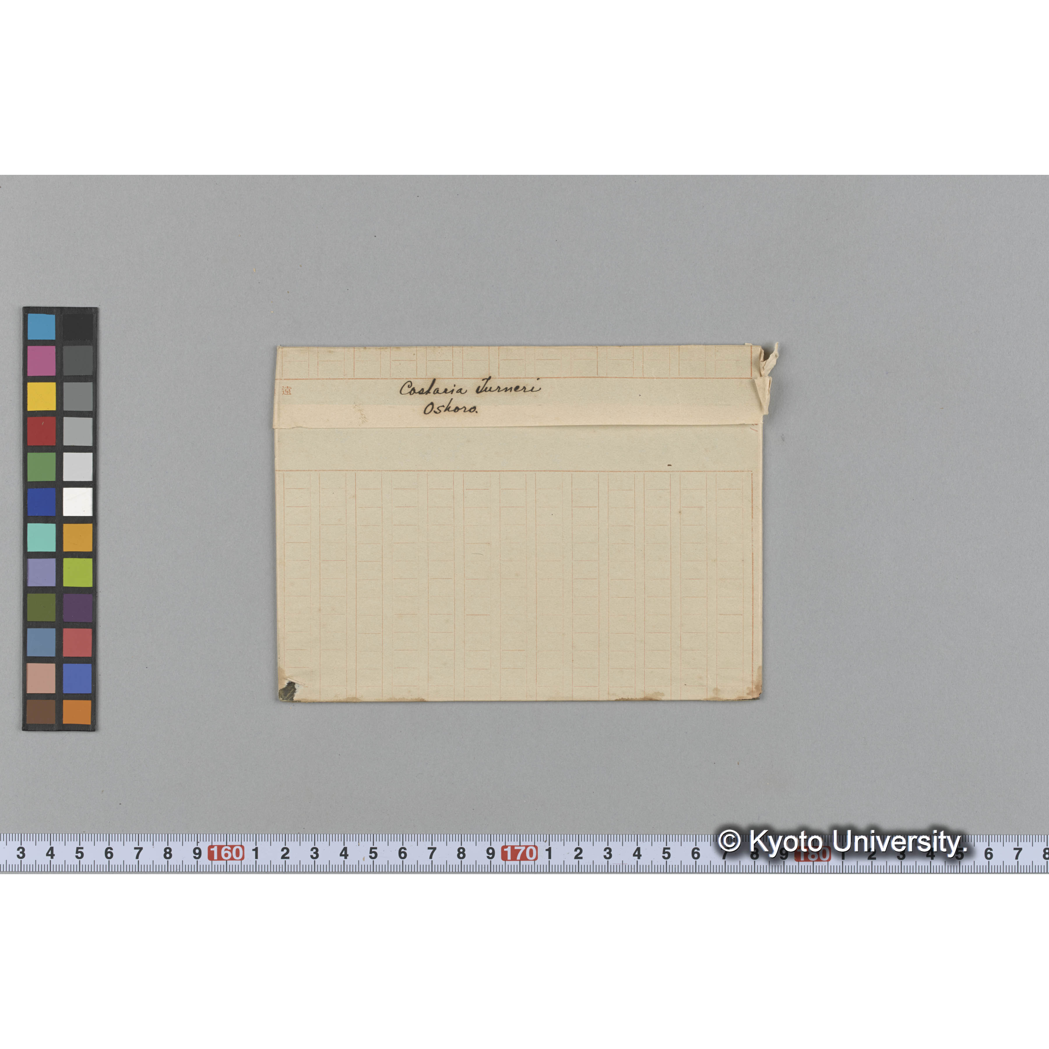 Costaria Turneri / Oshoro. (1)
