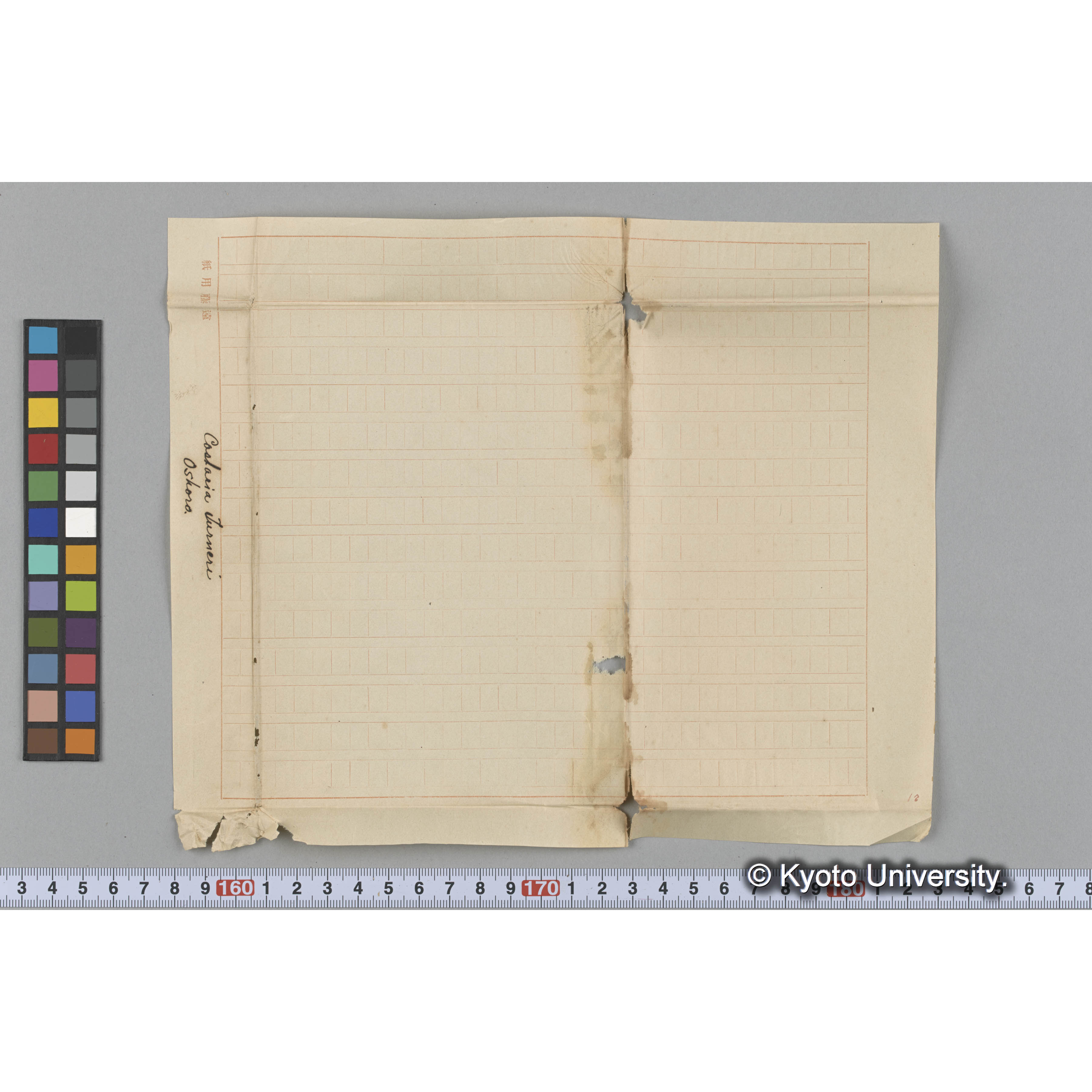 Costaria Turneri / Oshoro. (3)