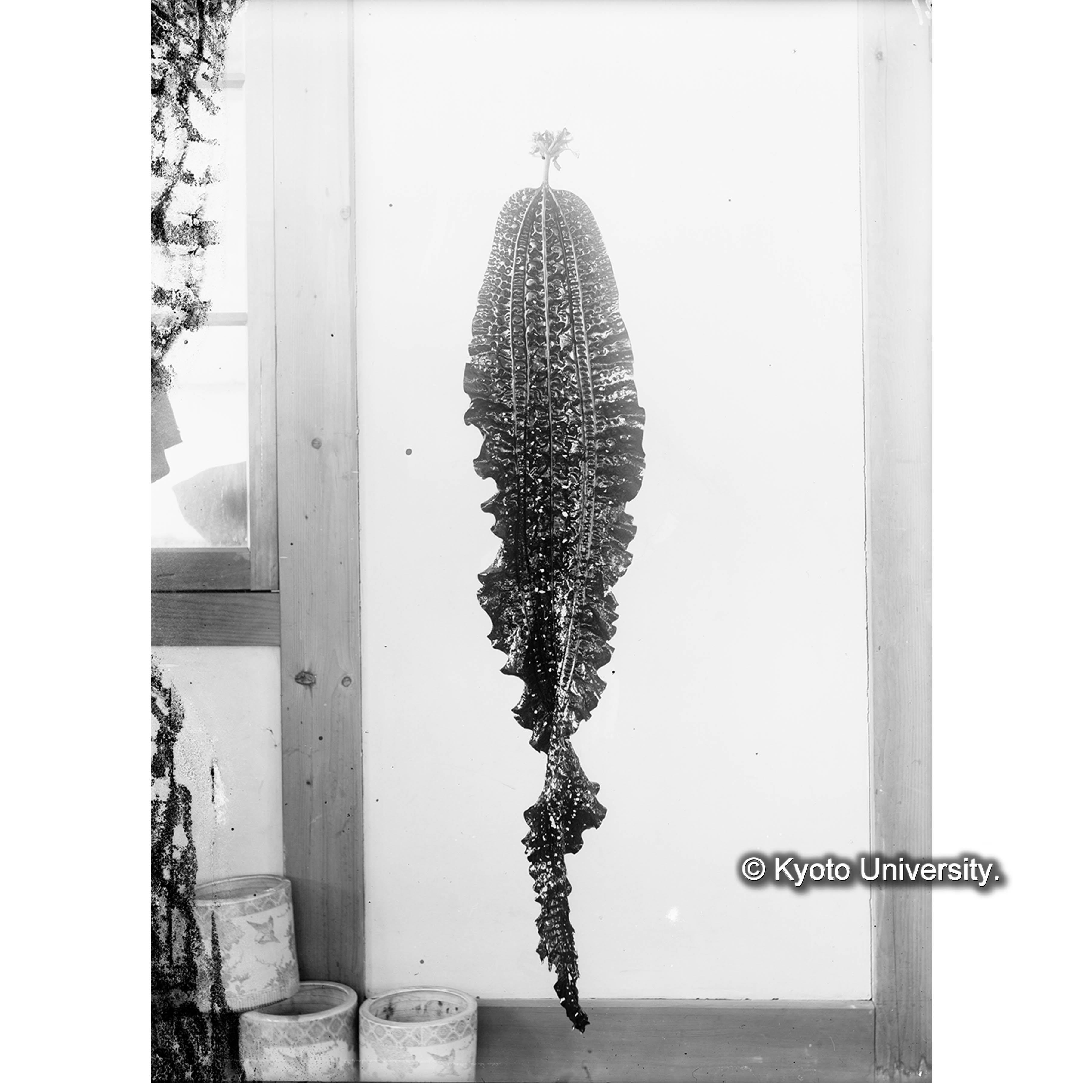 Costaria Turneri / Oshoro. (4)