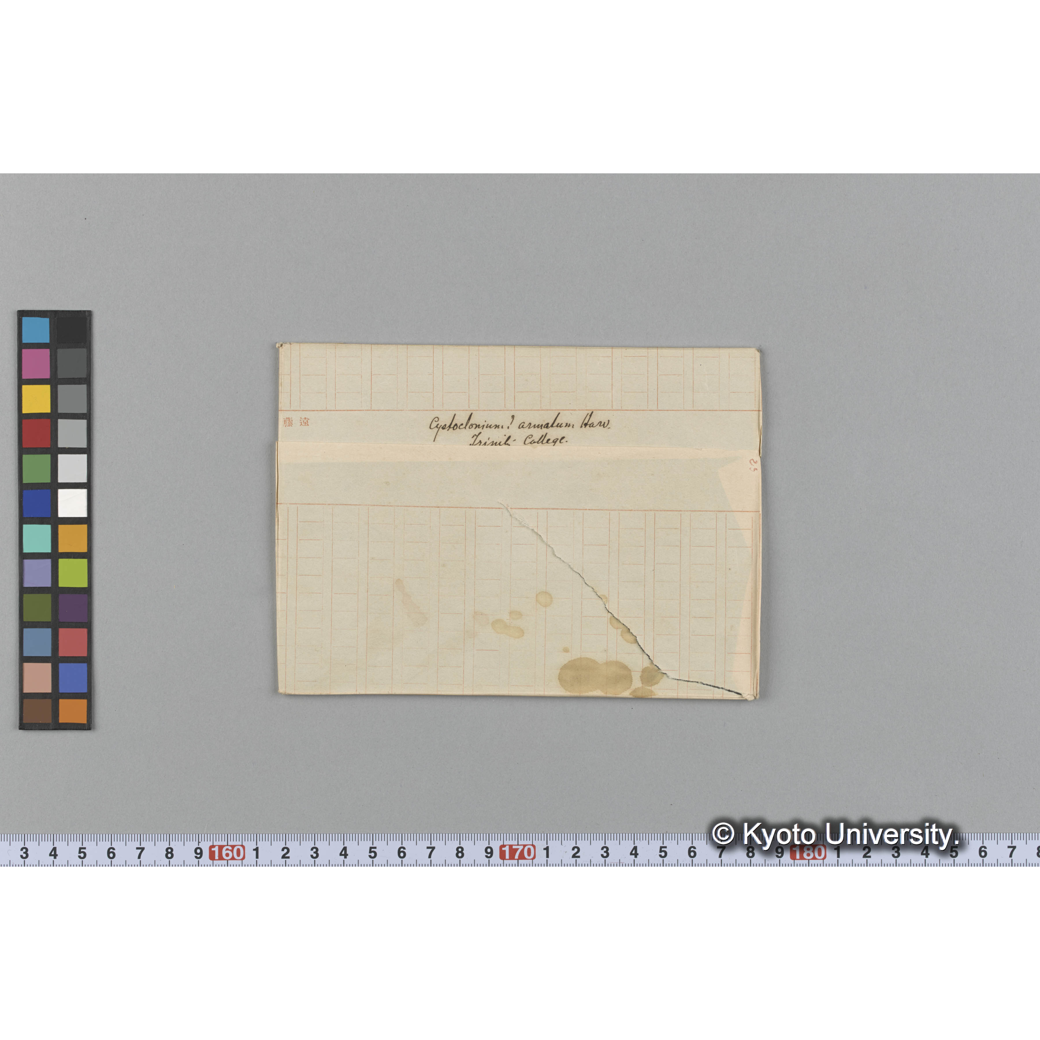 Cystoclonium ? armatum Harv. / Trinity College. （写真帳番号 38） (1)