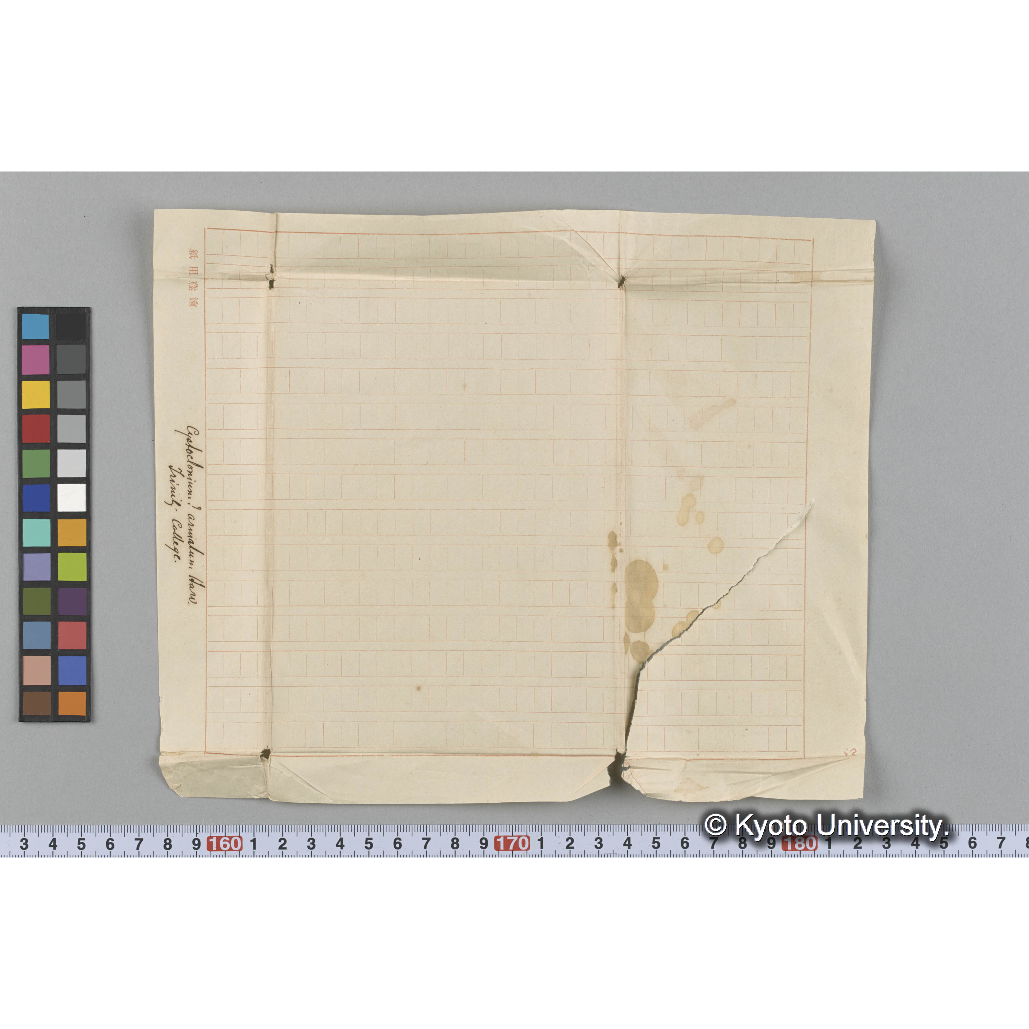 Cystoclonium ? armatum Harv. / Trinity College. （写真帳番号 38） (3)