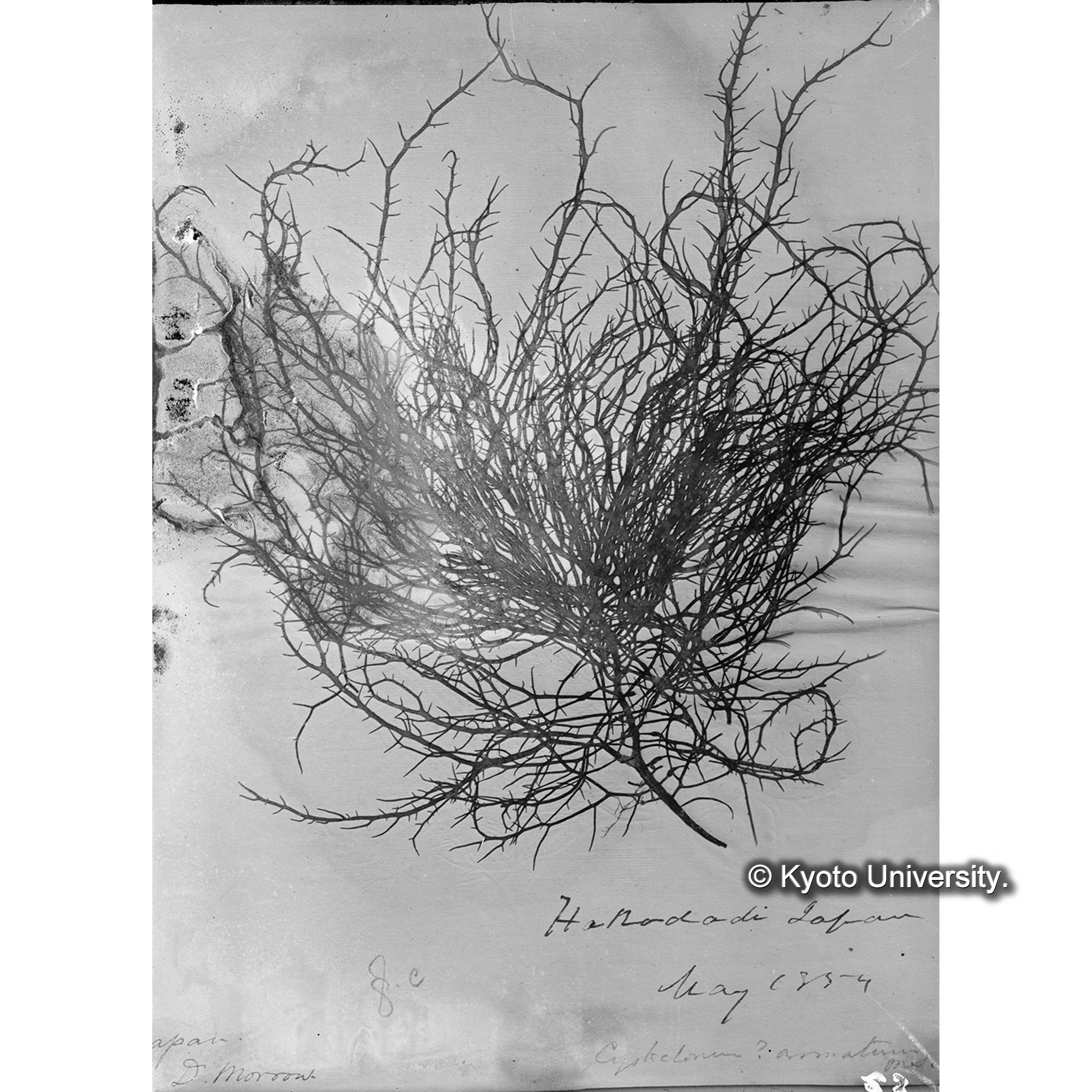 Cystoclonium ? armatum Harv. / Trinity College. （写真帳番号 38） (4)