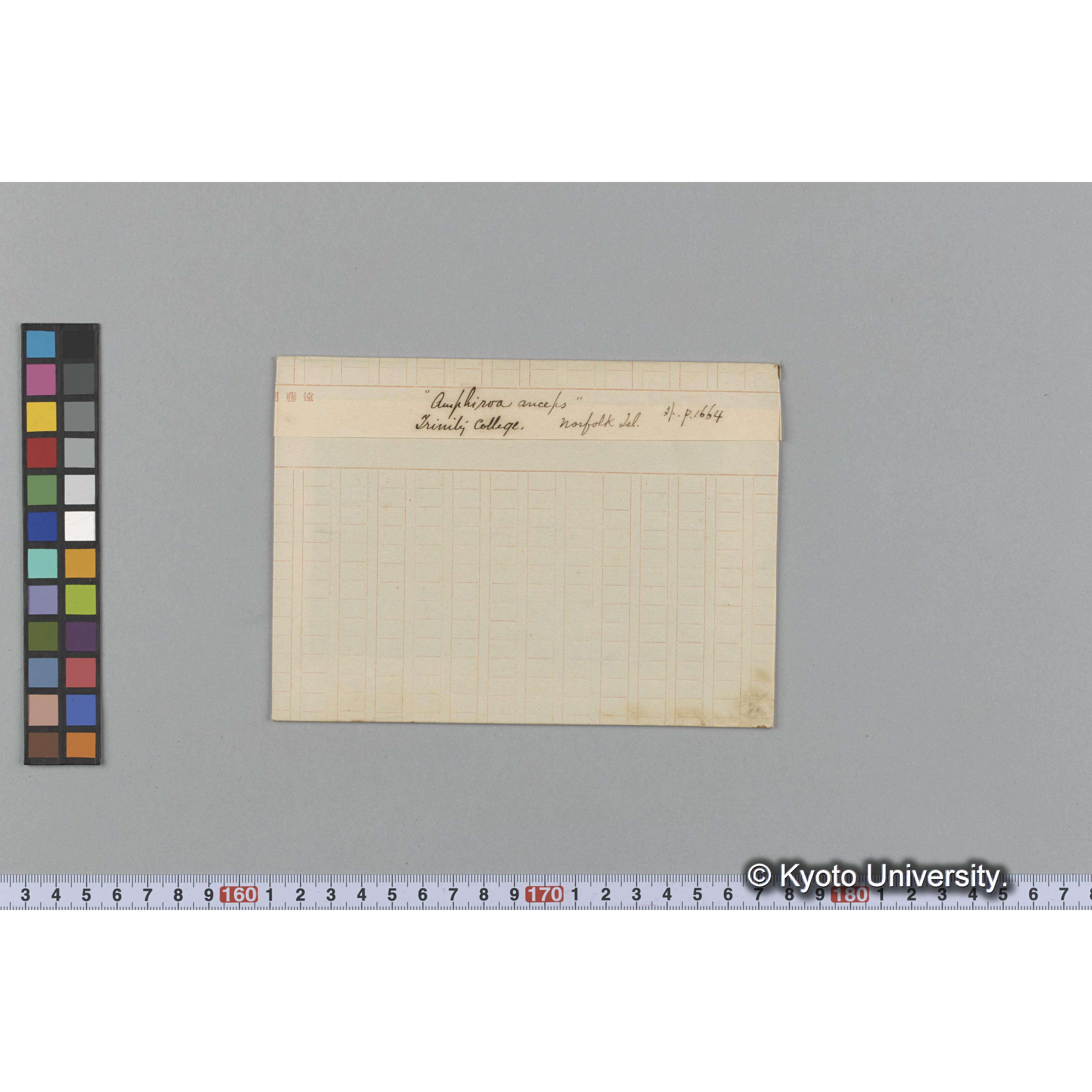 "Amphiroa anceps" / Trinity College. / Norfolk Isl. / 外. p. 1664 （写真帳番号 4） (1)