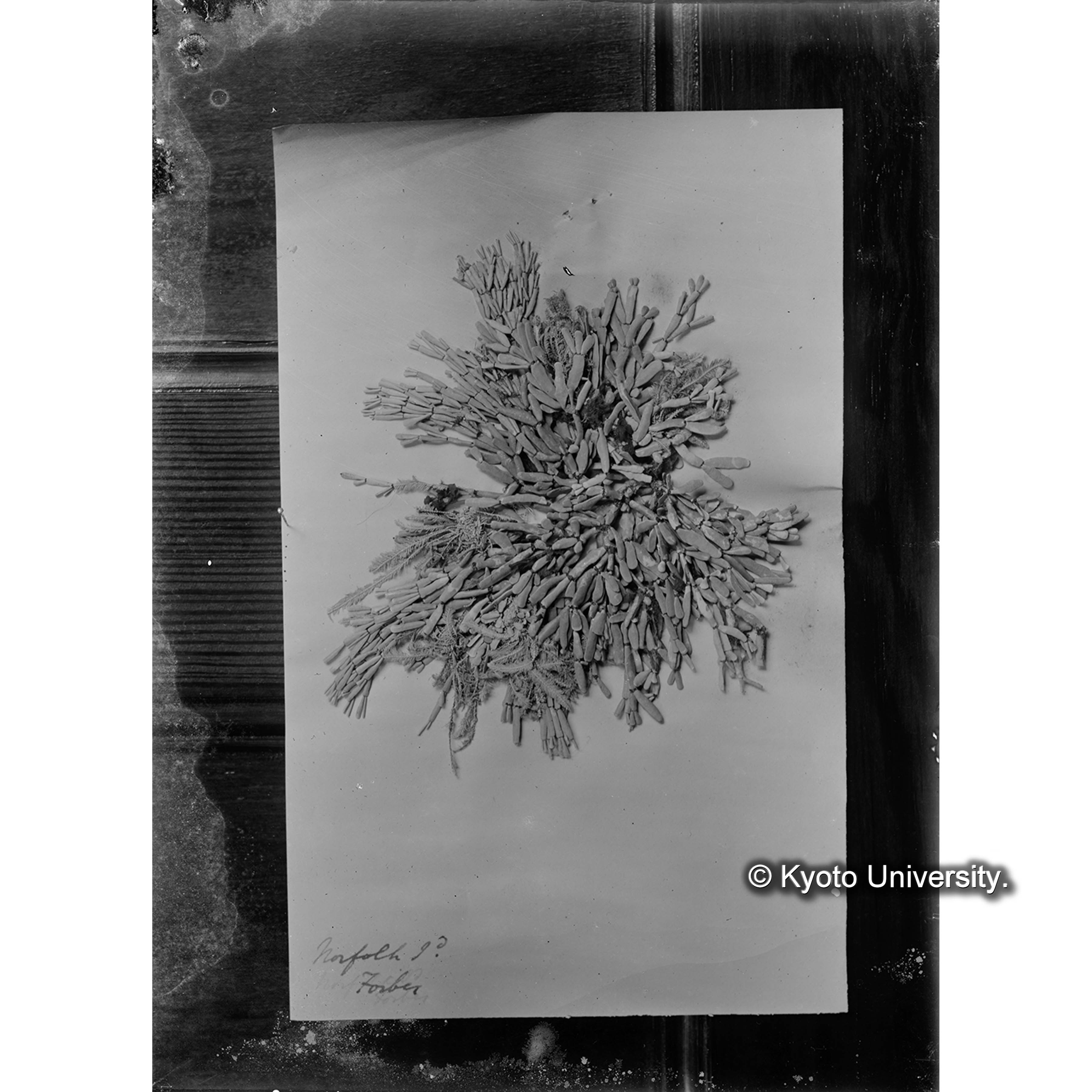 "Amphiroa anceps" / Trinity College. / Norfolk Isl. / 外. p. 1664 （写真帳番号 4） (4)