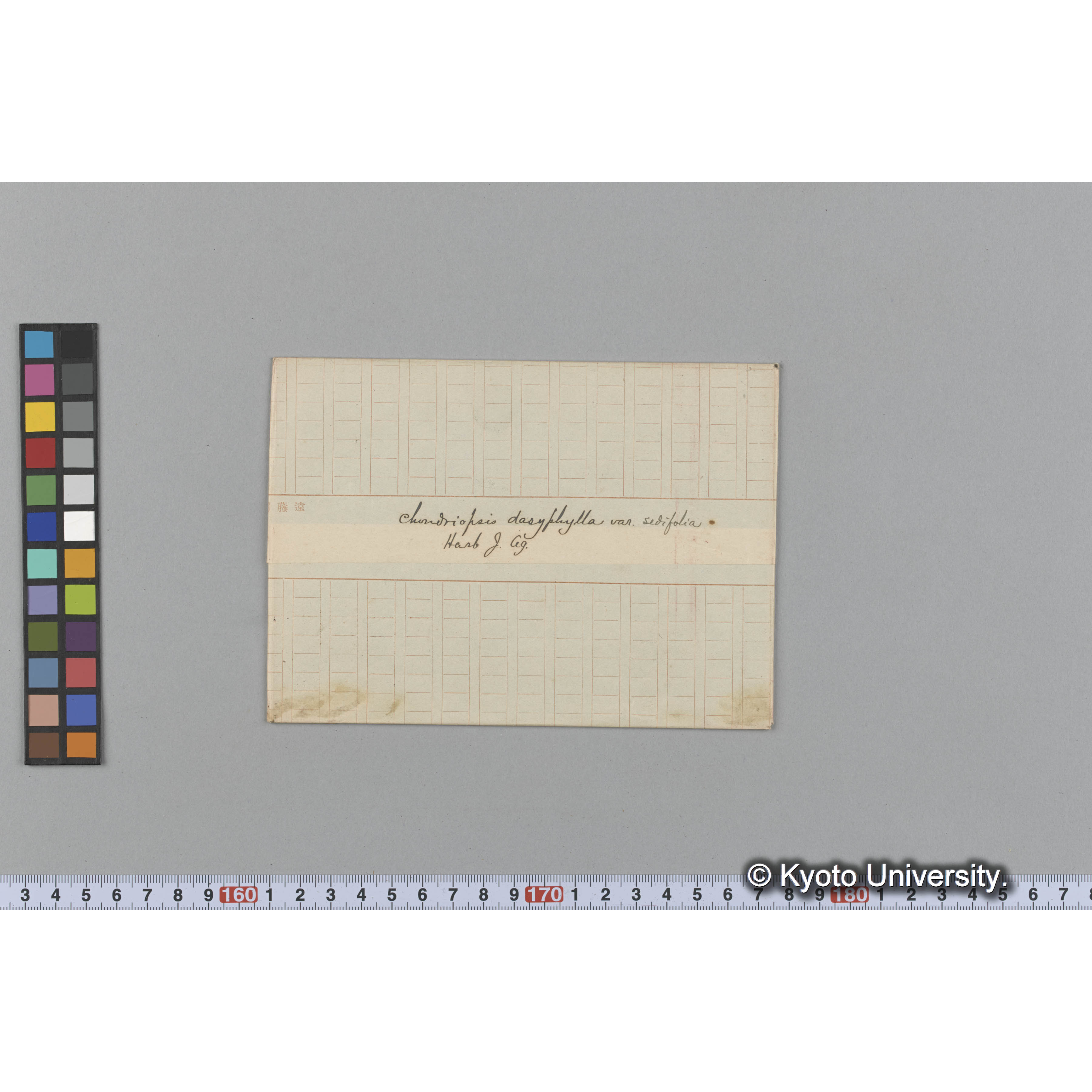 Chondriopsis dasyphylla var. sedifolia / Herb. J. Ag. （写真帳番号 25） (1)