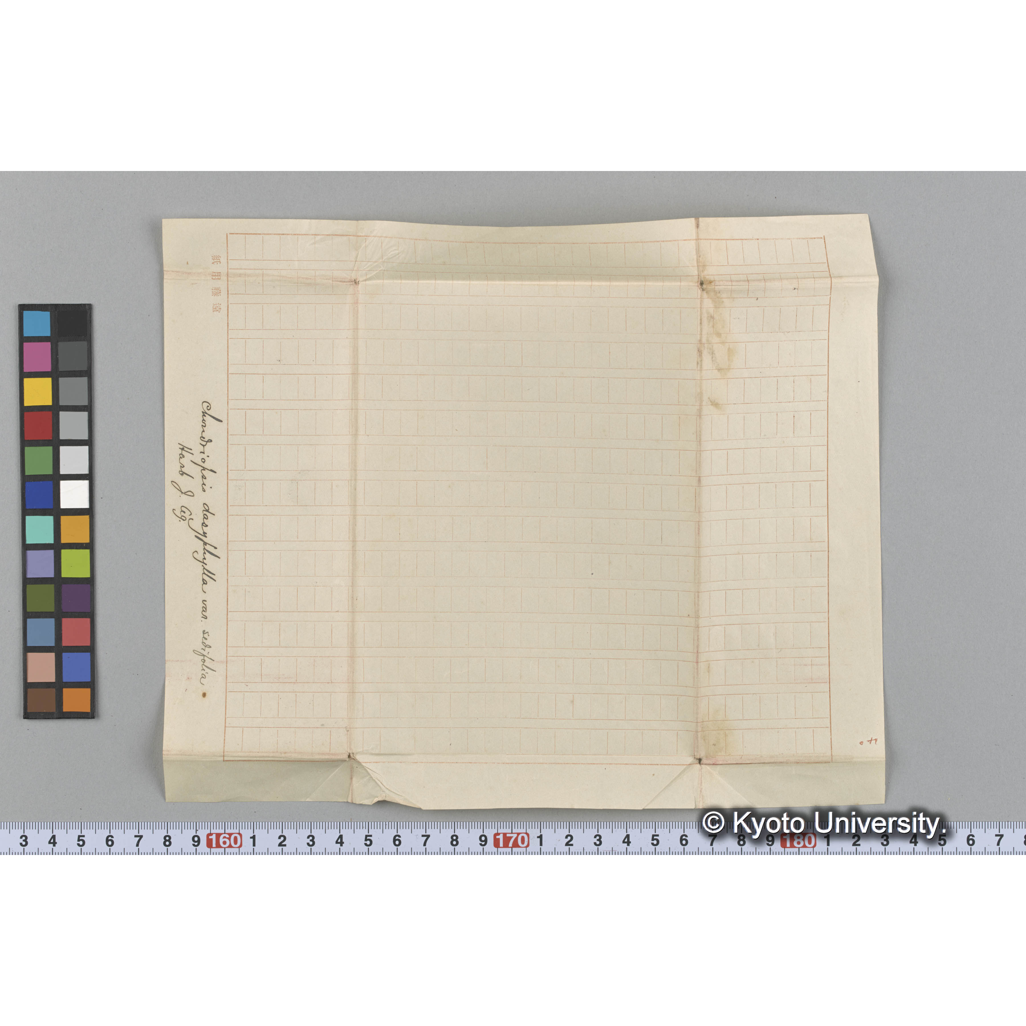 Chondriopsis dasyphylla var. sedifolia / Herb. J. Ag. （写真帳番号 25） (3)