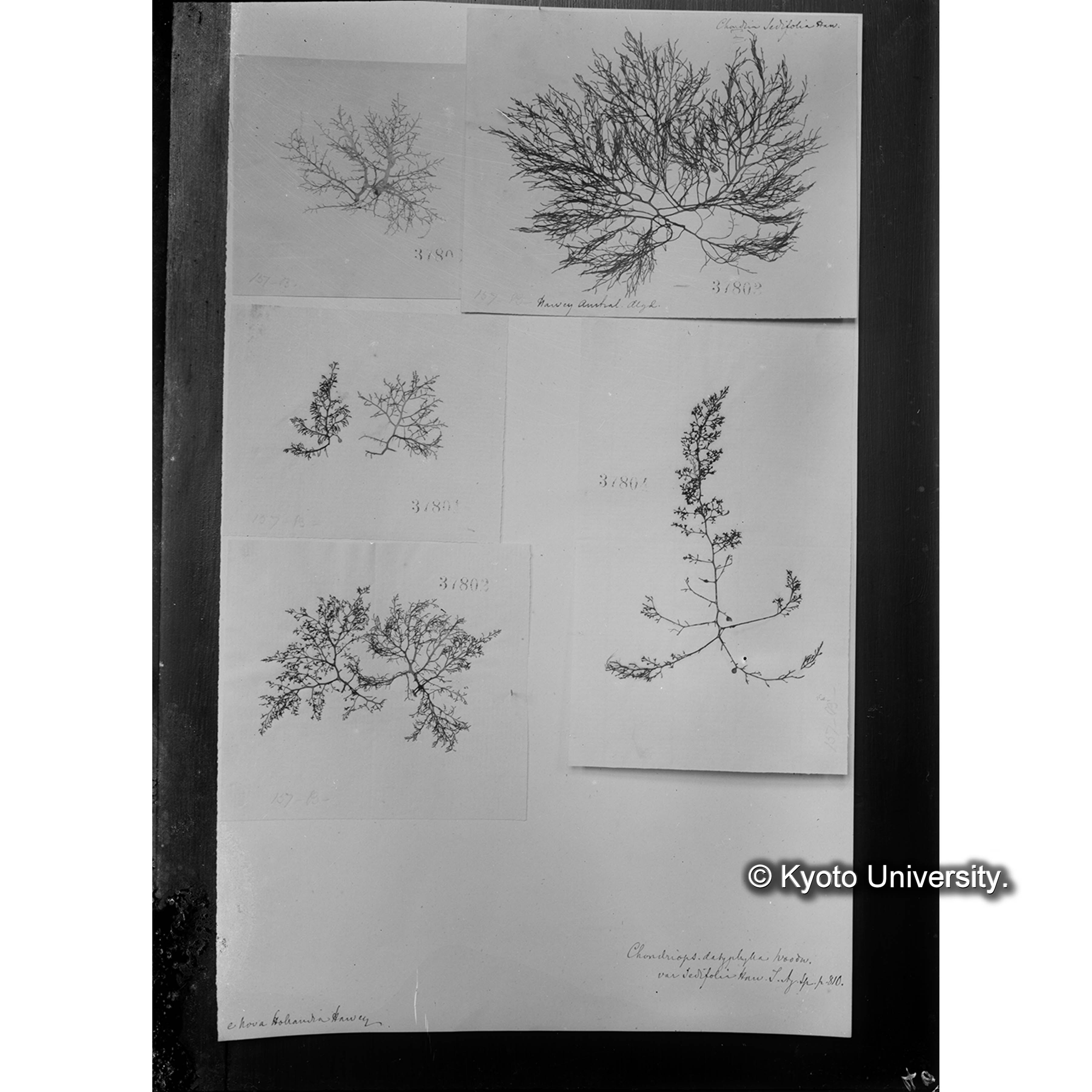 Chondriopsis dasyphylla var. sedifolia / Herb. J. Ag. （写真帳番号 25） (4)