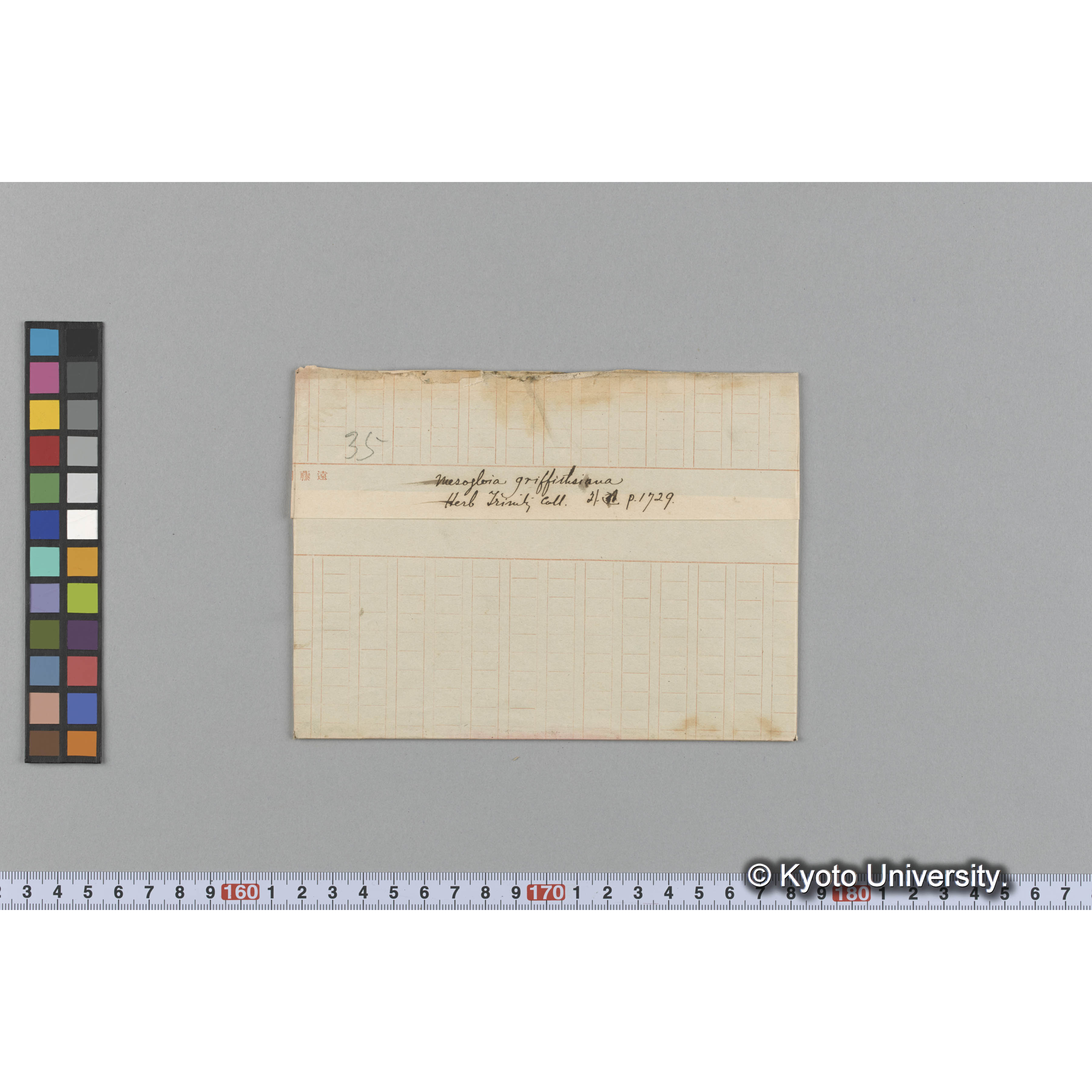Mesogloia griffithsiana / Herb. Trinity Coll. / 外遊. p. 1729 （写真帳番号 88） (1)