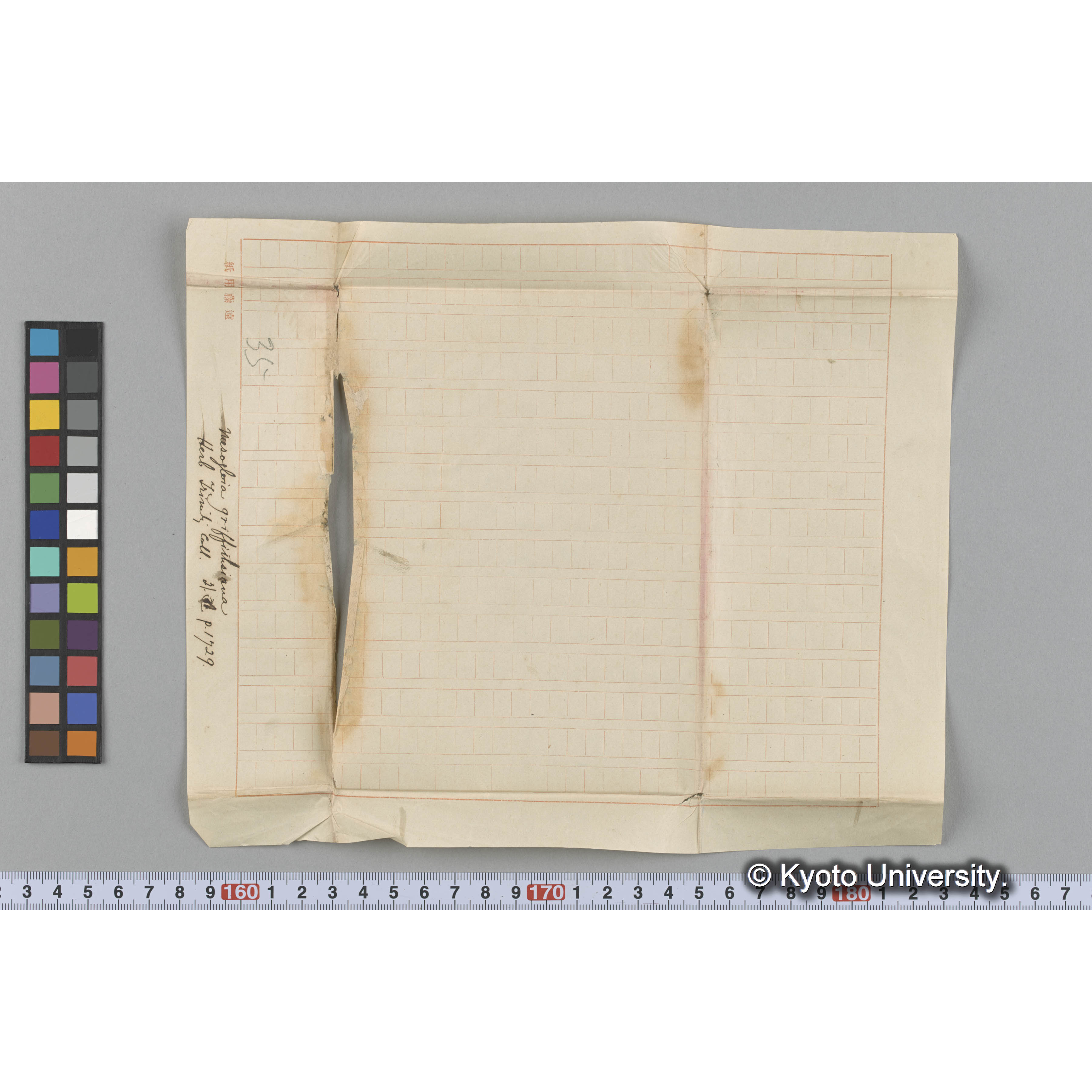 Mesogloia griffithsiana / Herb. Trinity Coll. / 外遊. p. 1729 （写真帳番号 88） (3)