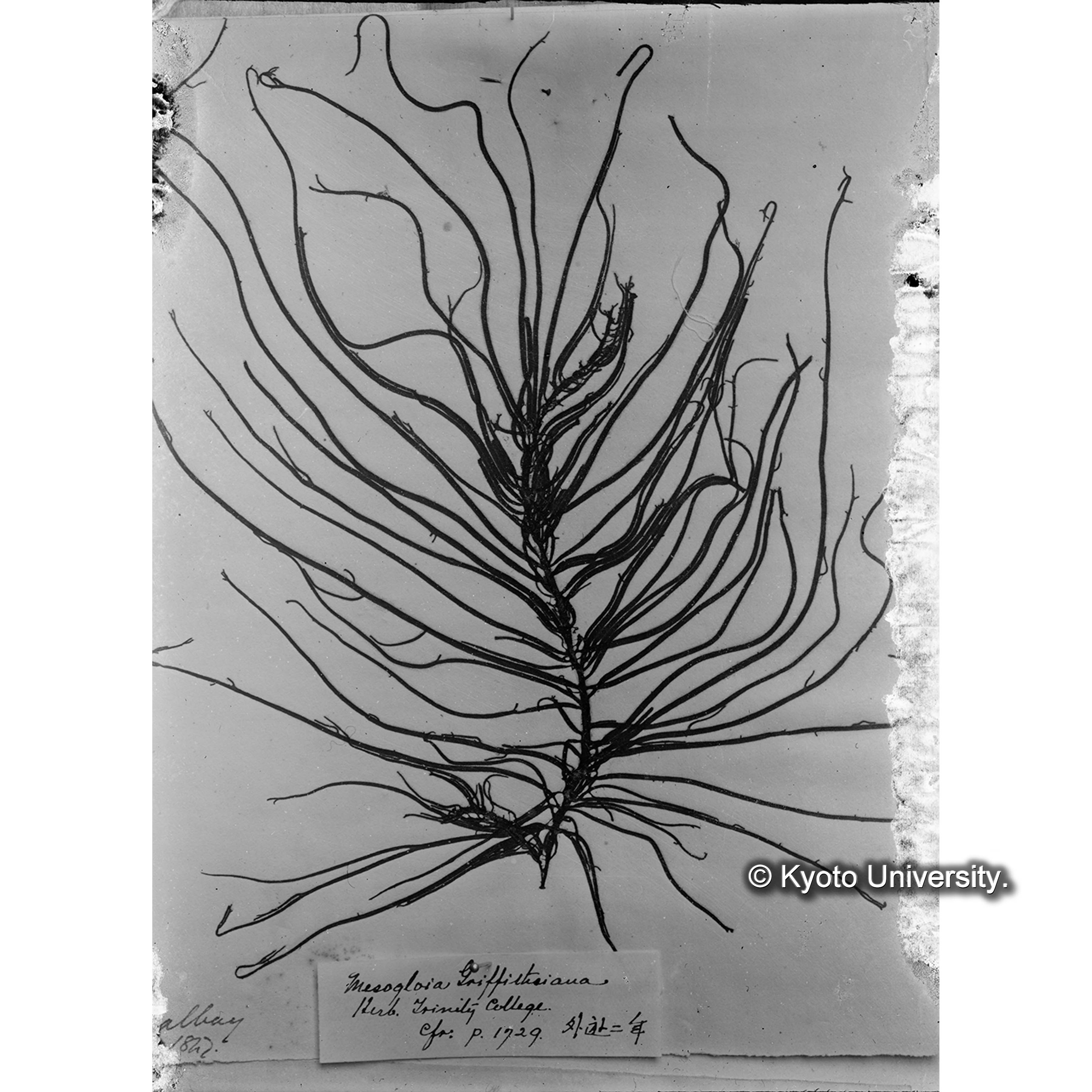 Mesogloia griffithsiana / Herb. Trinity Coll. / 外遊. p. 1729 （写真帳番号 88） (4)