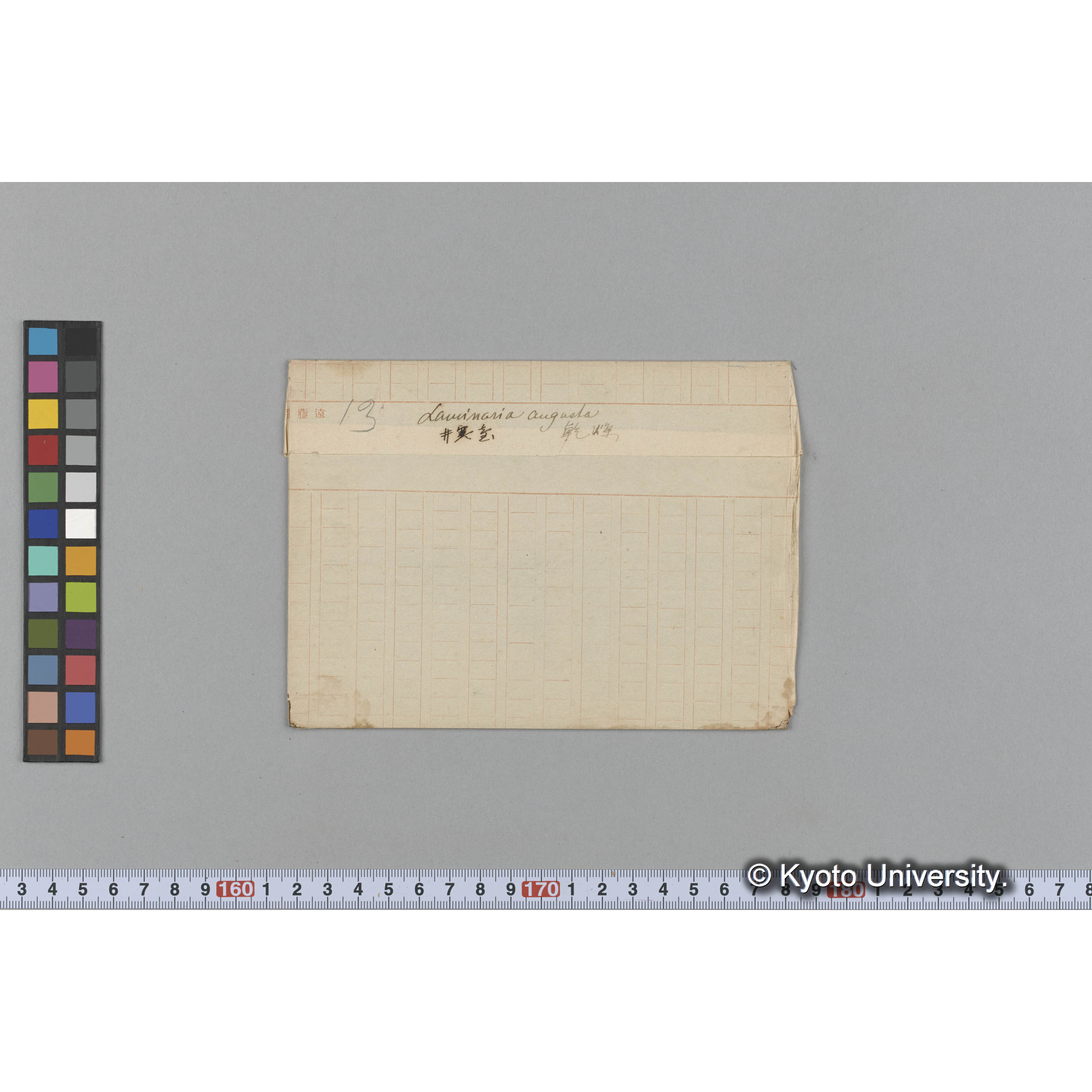 Laminaria augusta / 井寒臺　乾燥 (1)