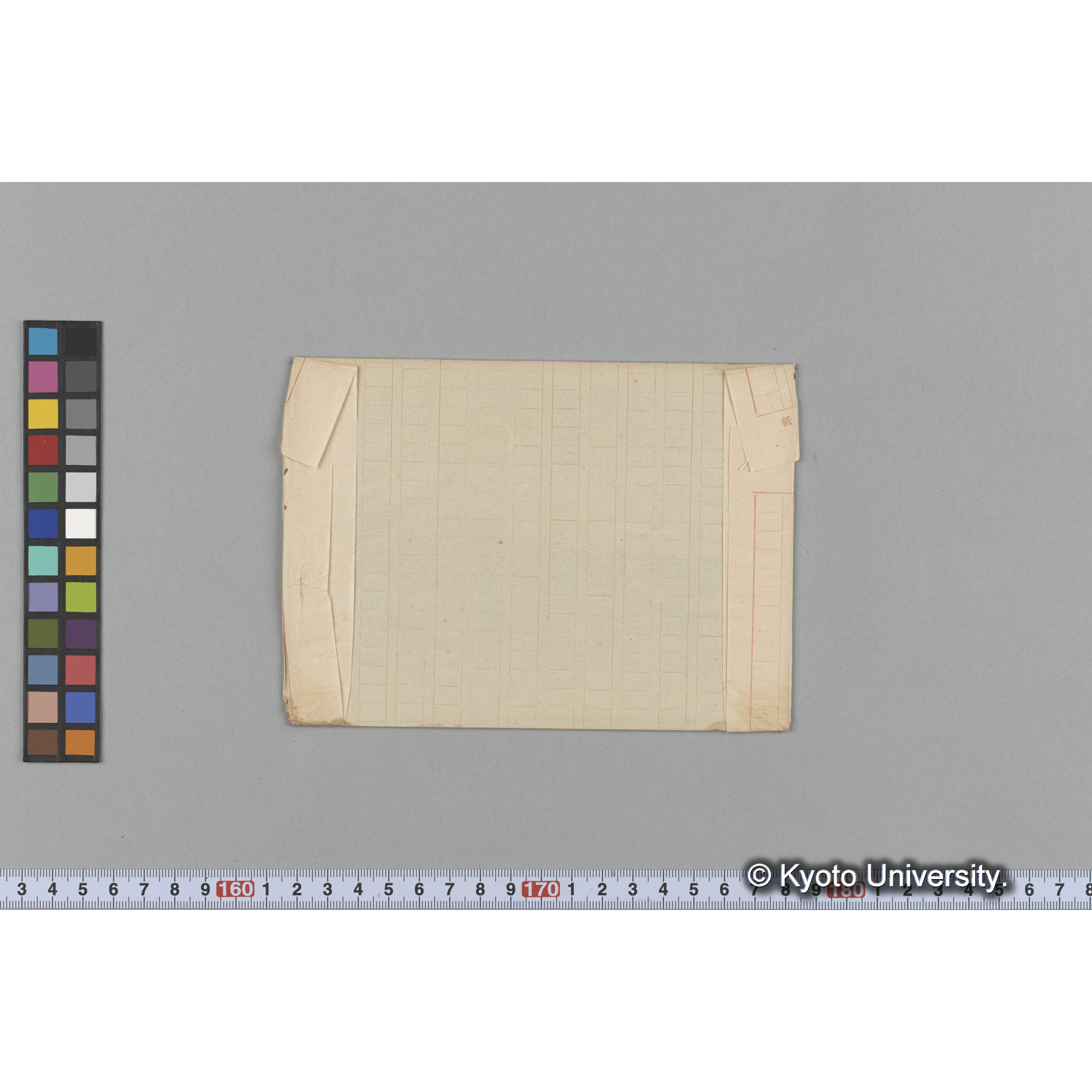 Laminaria augusta / 井寒臺　乾燥 (2)