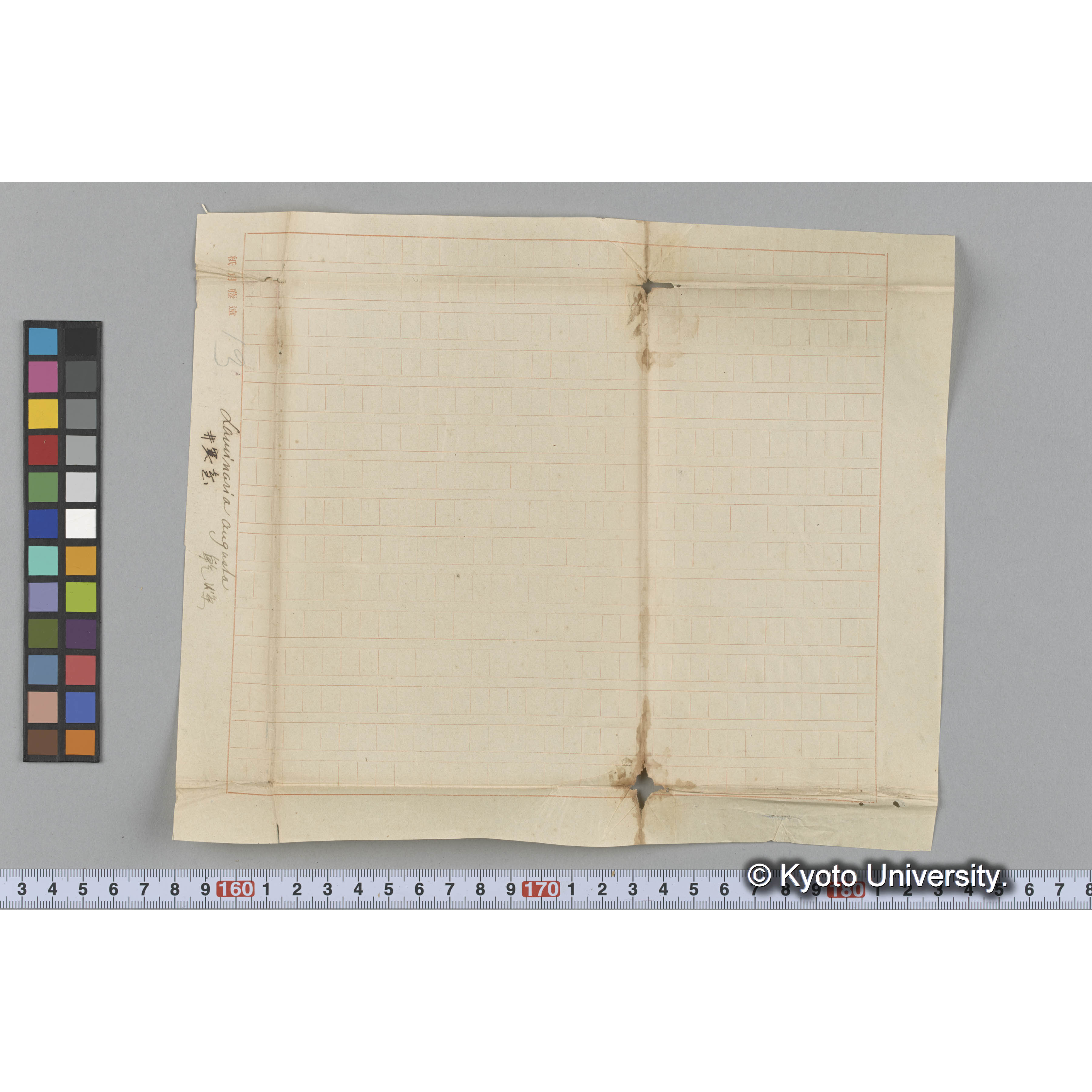 Laminaria augusta / 井寒臺　乾燥 (3)