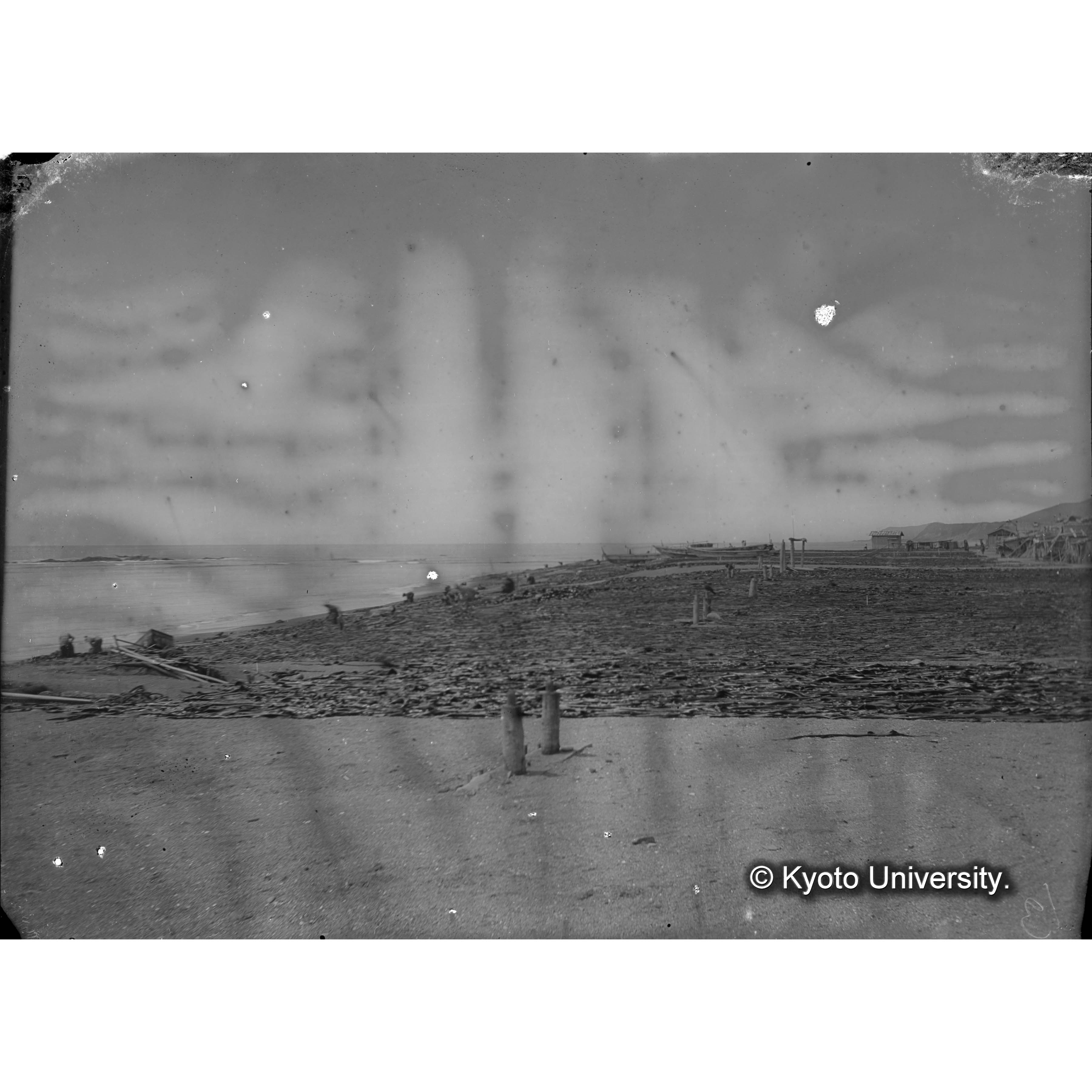 Laminaria augusta / 井寒臺　乾燥 (4)