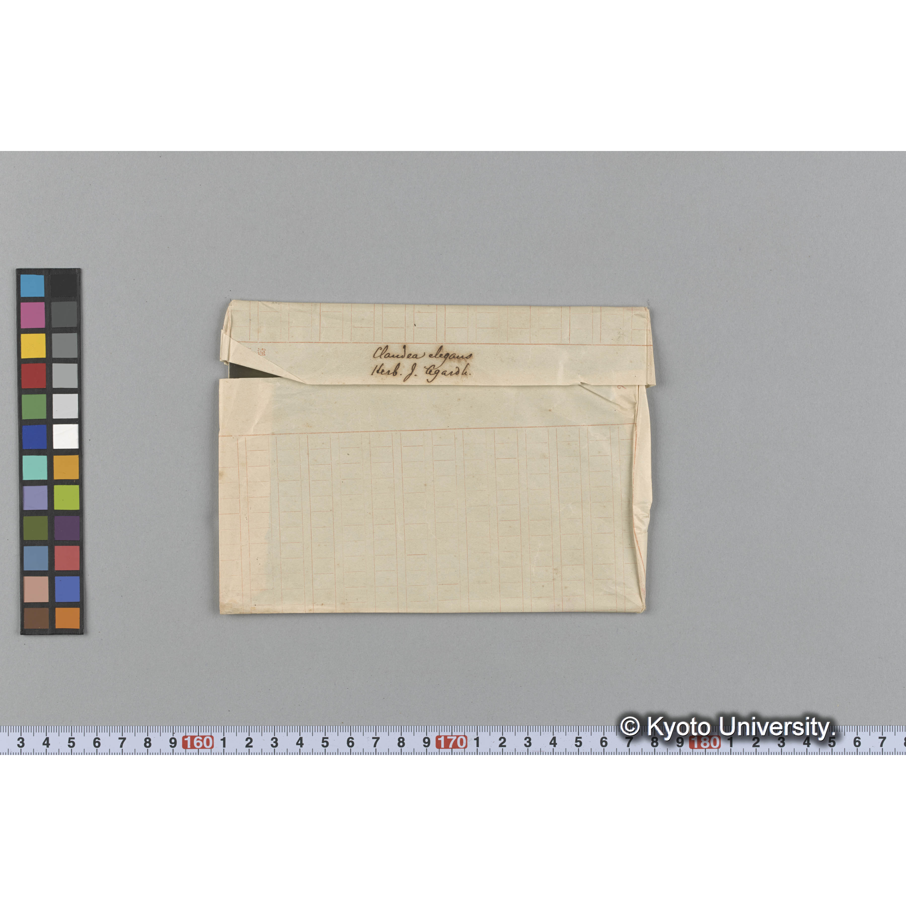 Claudea elegans / Herb. J. Agardh （写真帳番号 31） (1)