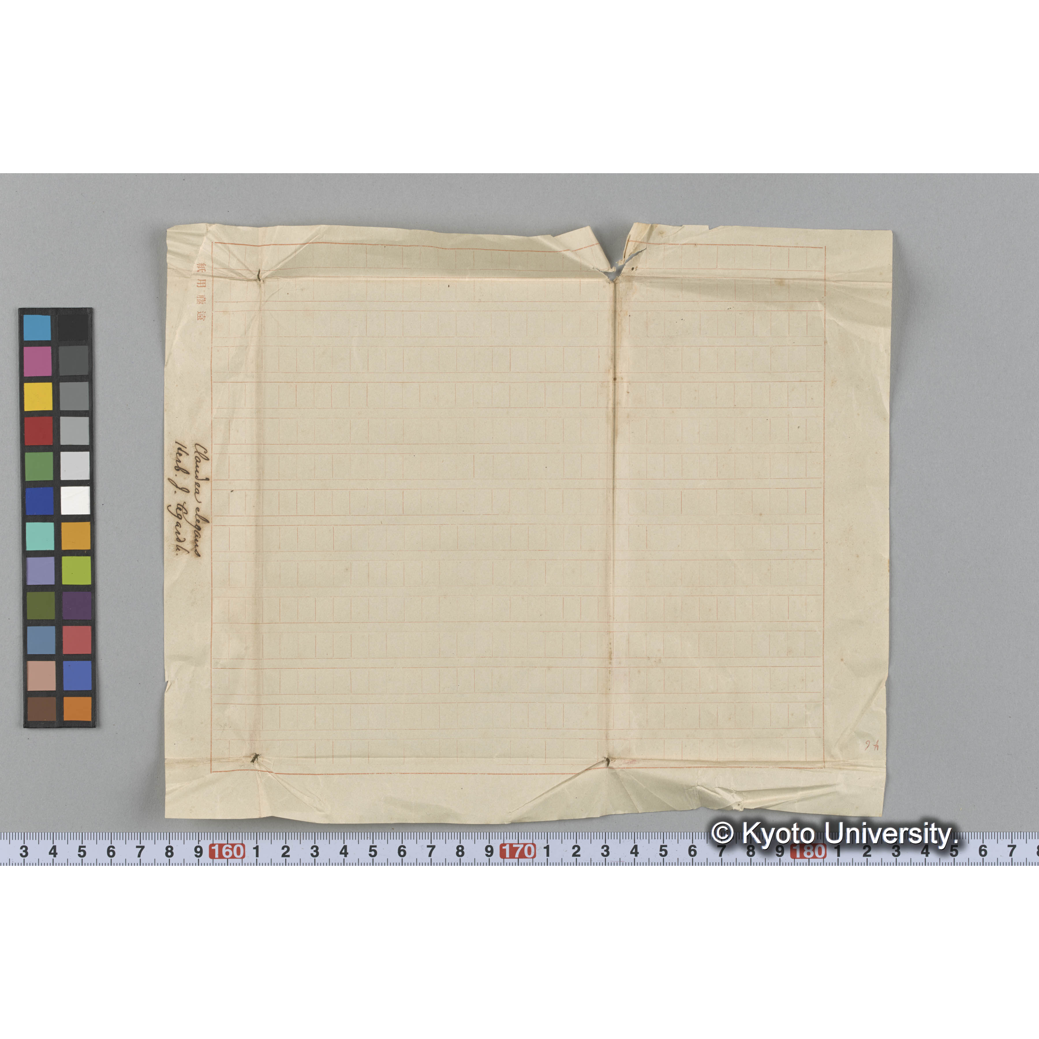 Claudea elegans / Herb. J. Agardh （写真帳番号 31） (3)