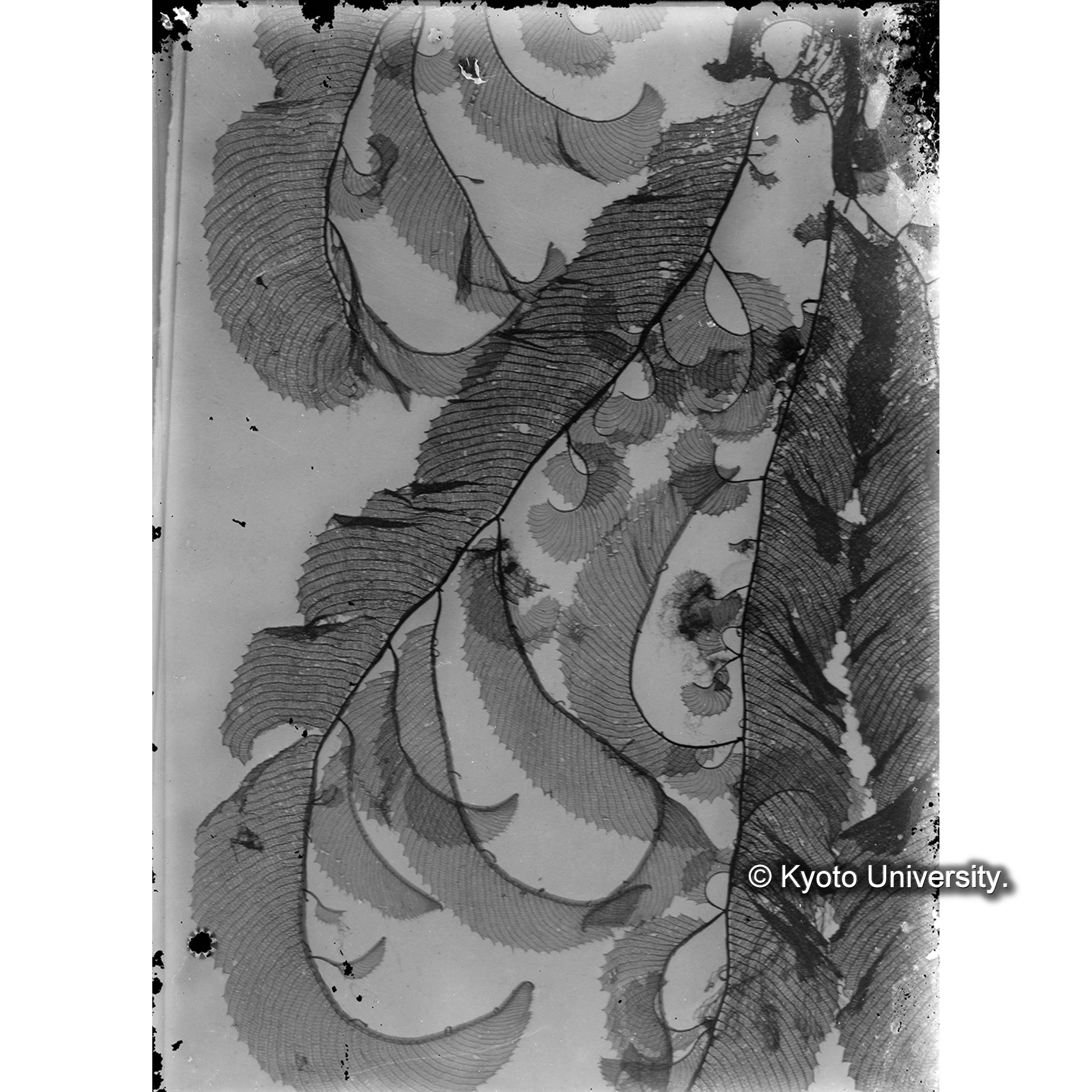 Claudea elegans / Herb. J. Agardh （写真帳番号 31） (4)
