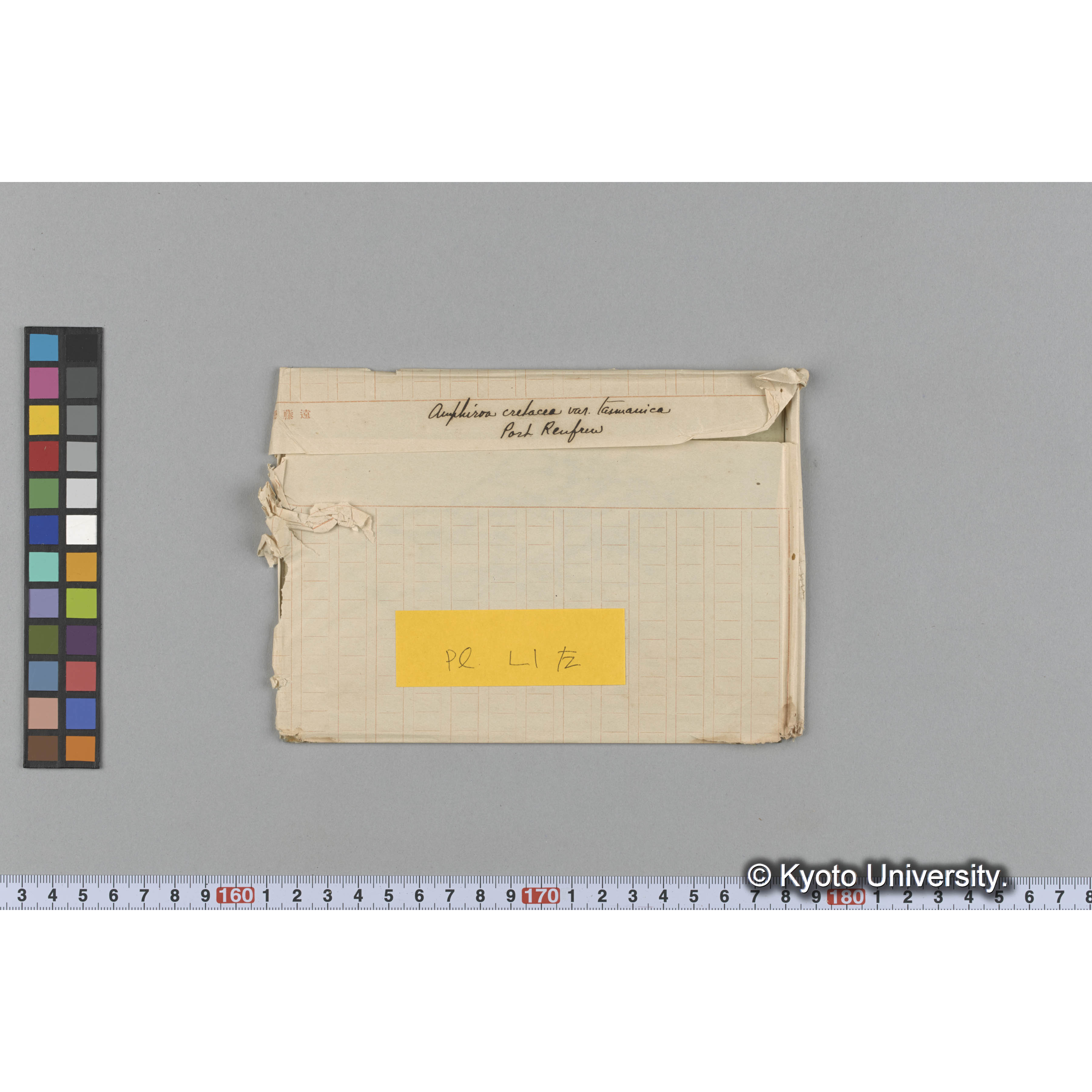 Amphiroa cretacea var. tasmanica / Port Renfrew (1)