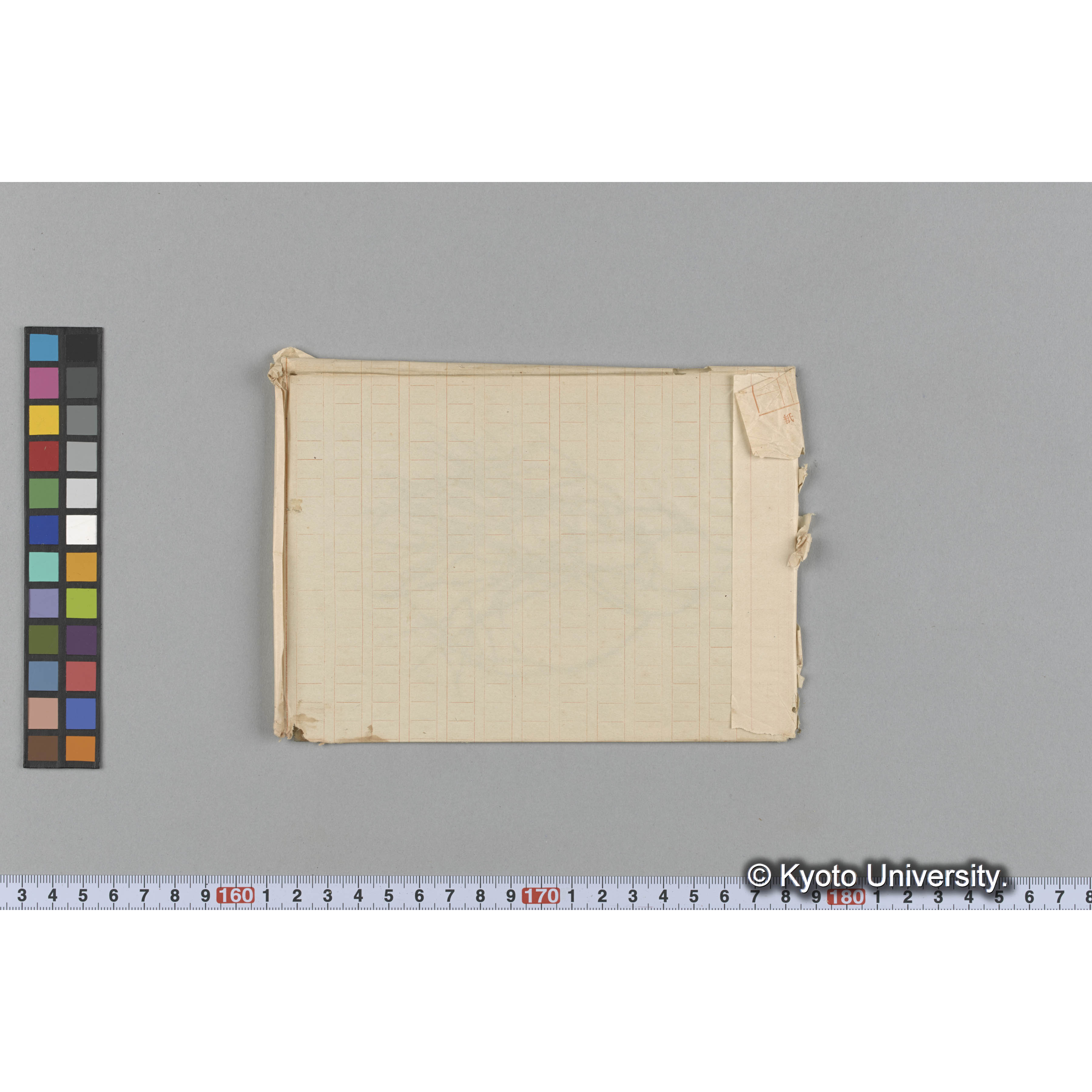 Amphiroa cretacea var. tasmanica / Port Renfrew (2)