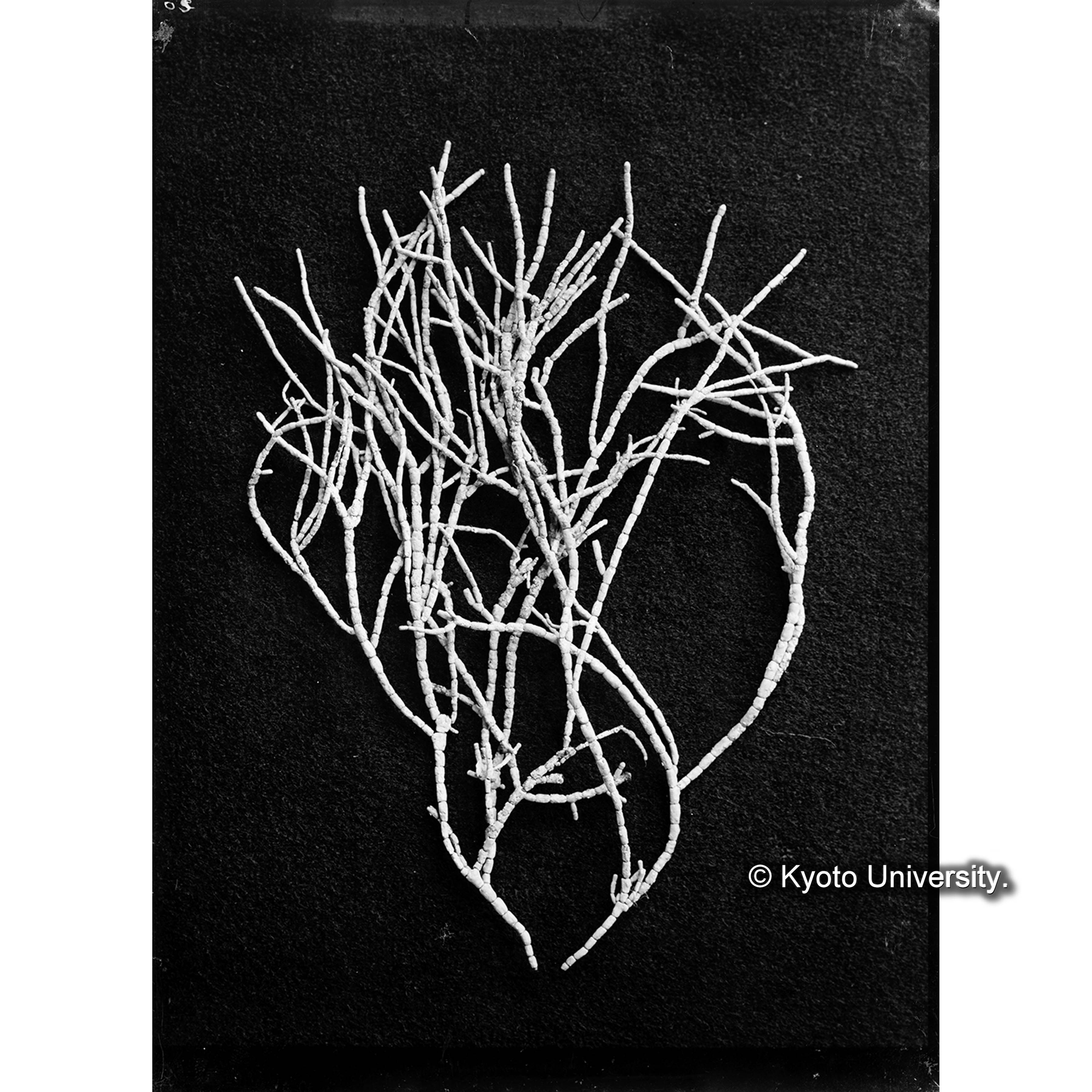 Amphiroa cretacea var. tasmanica / Port Renfrew (4)