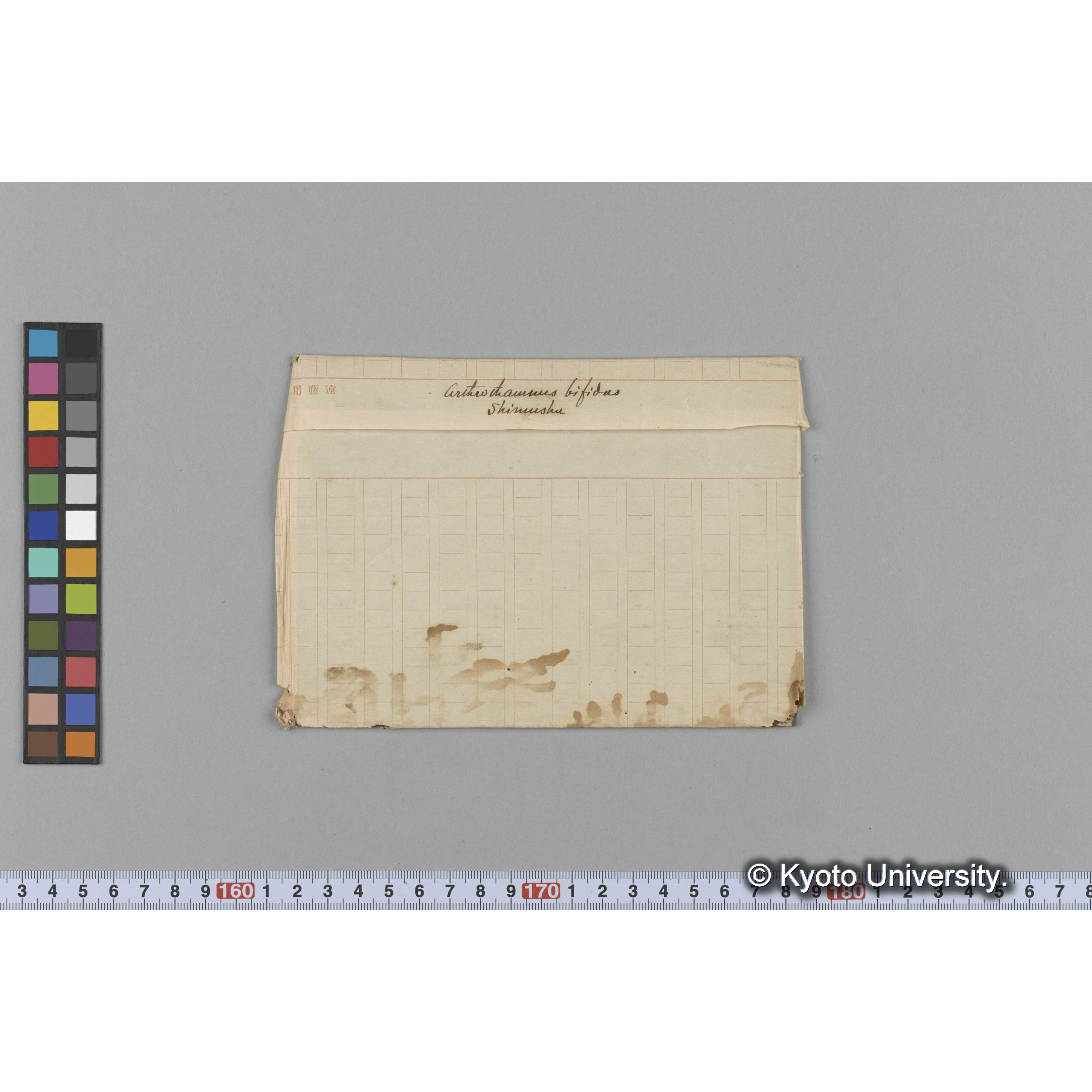 Aritw tianmnus bifidas / Shimushu (1)