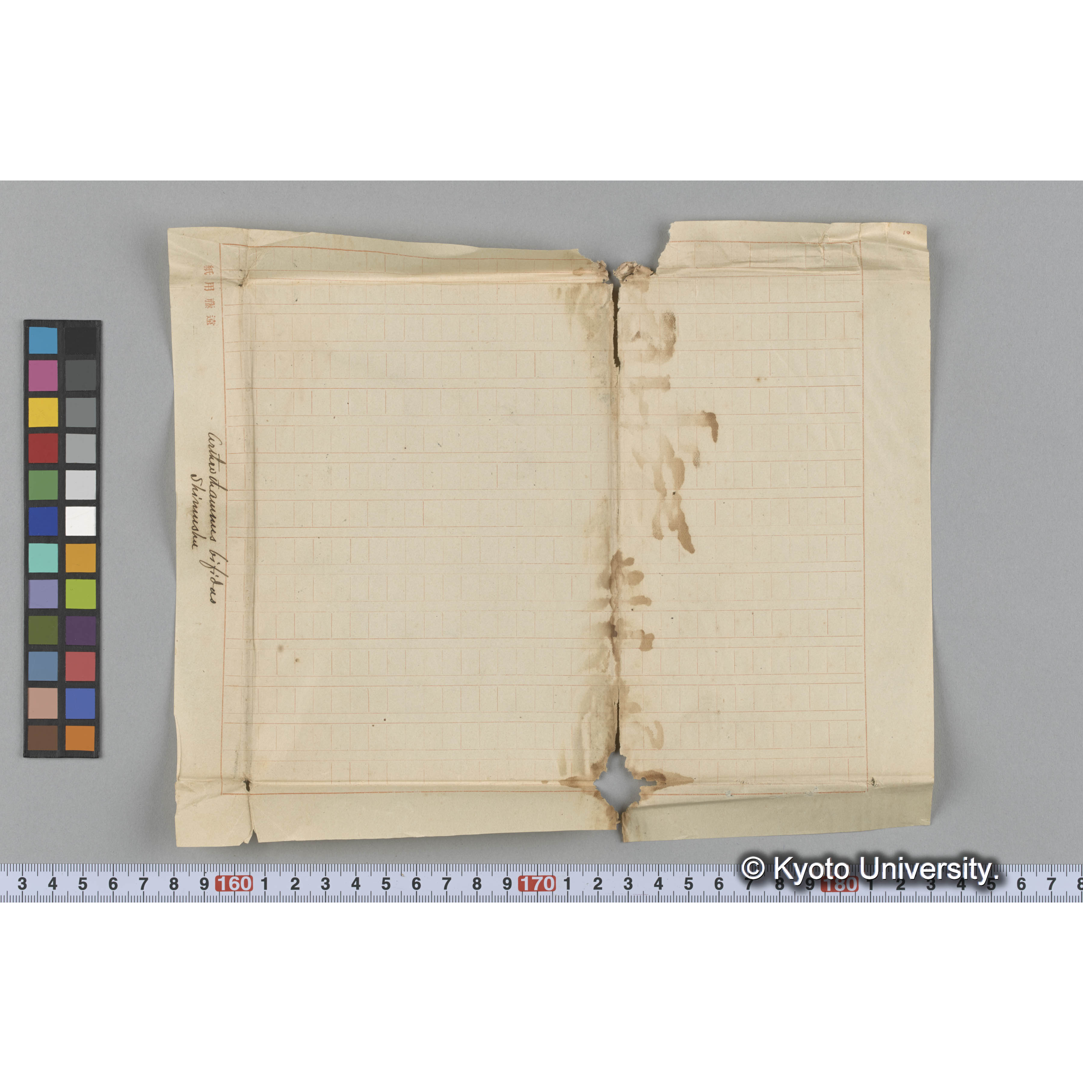 Aritw tianmnus bifidas / Shimushu (3)