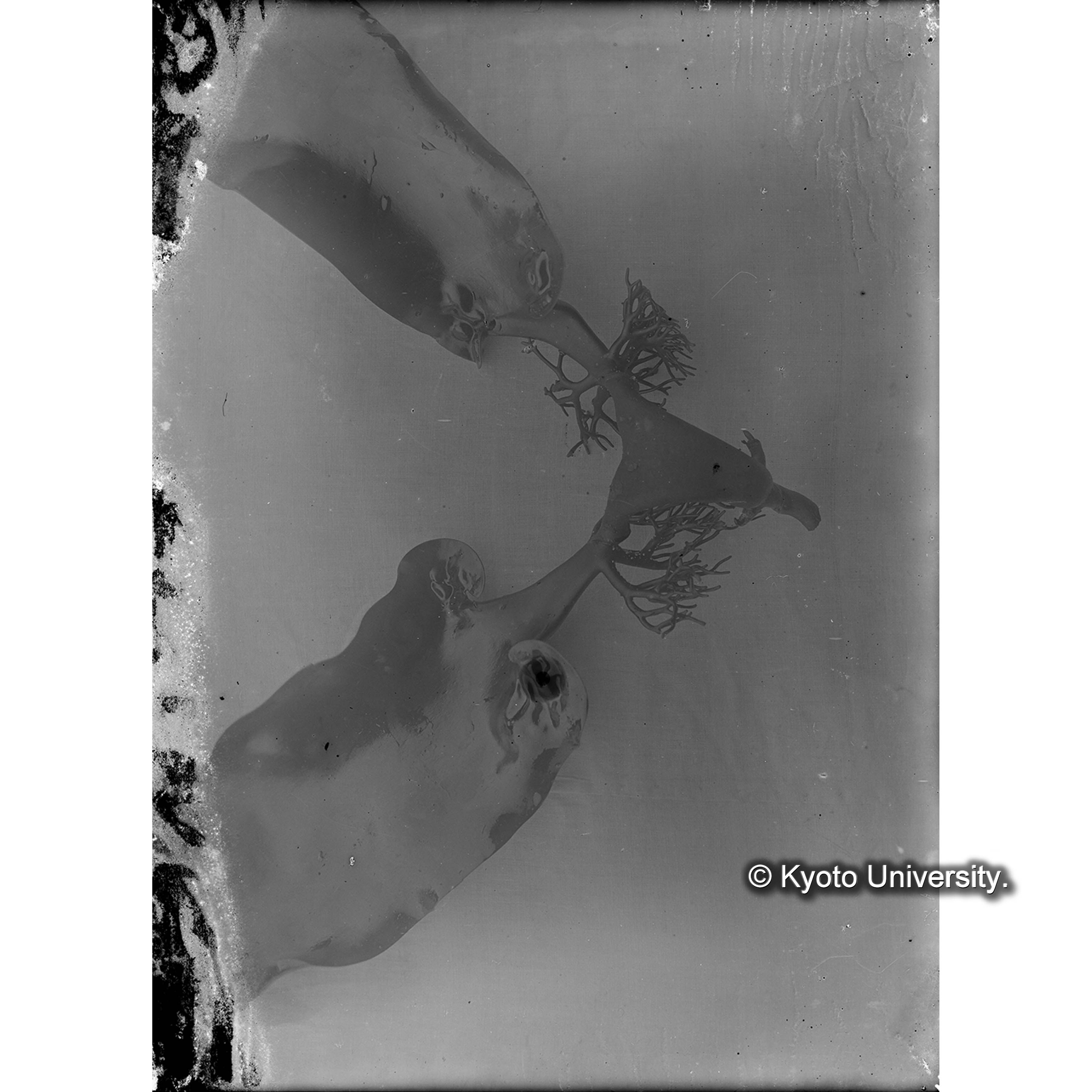 Aritw tianmnus bifidas / Shimushu (4)