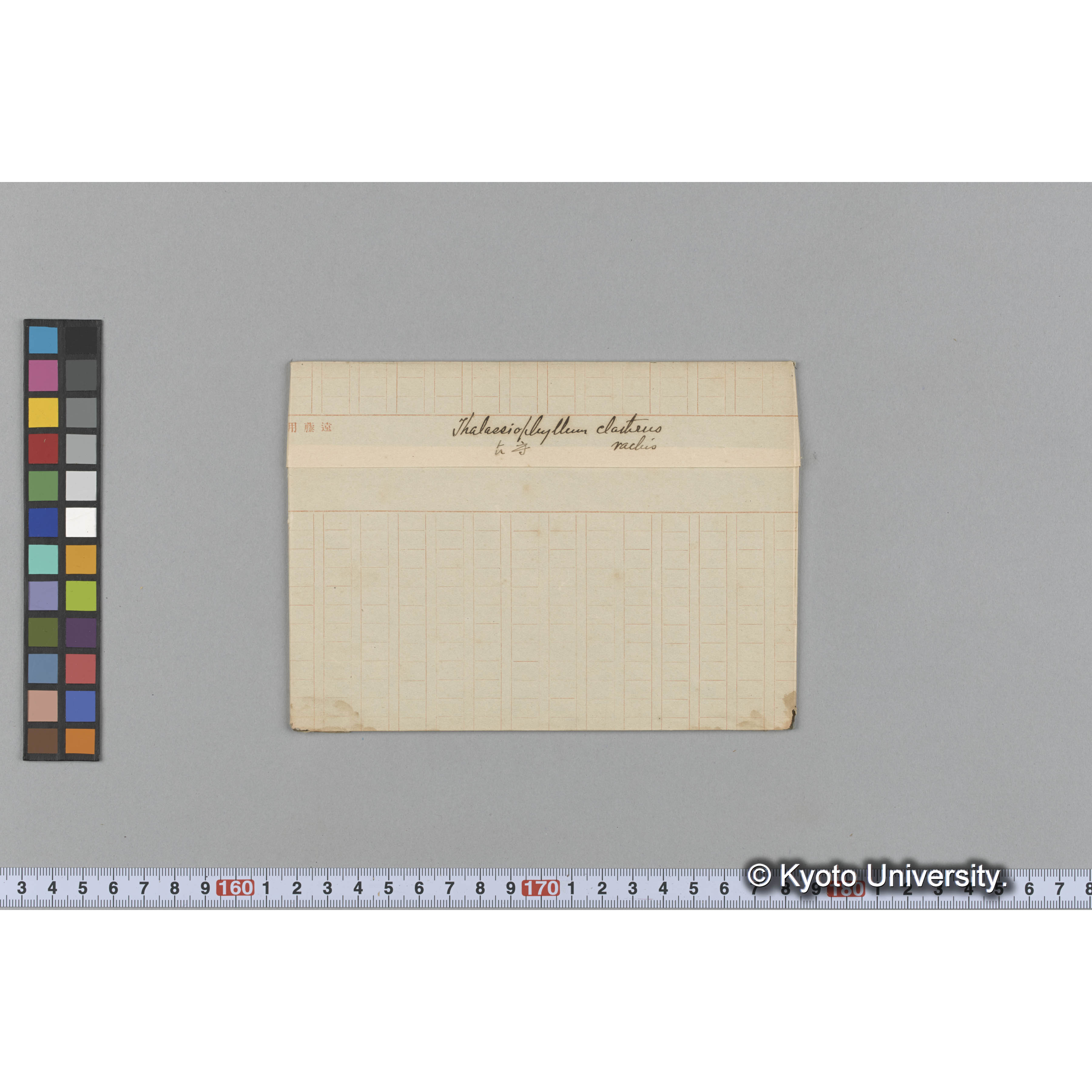 Thalassiophyllum clathrus / rachis / 占守 (1)