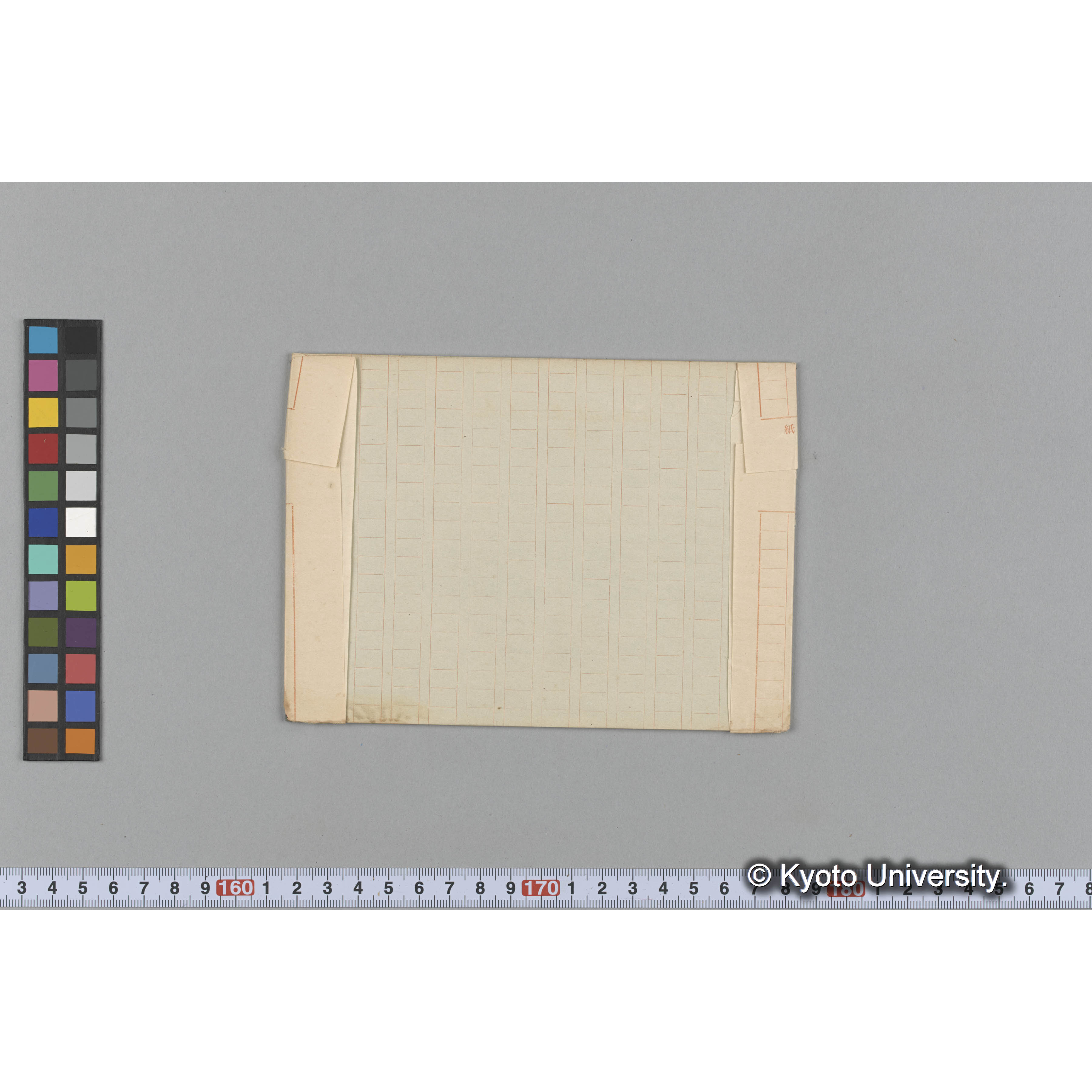 Thalassiophyllum clathrus / rachis / 占守 (2)