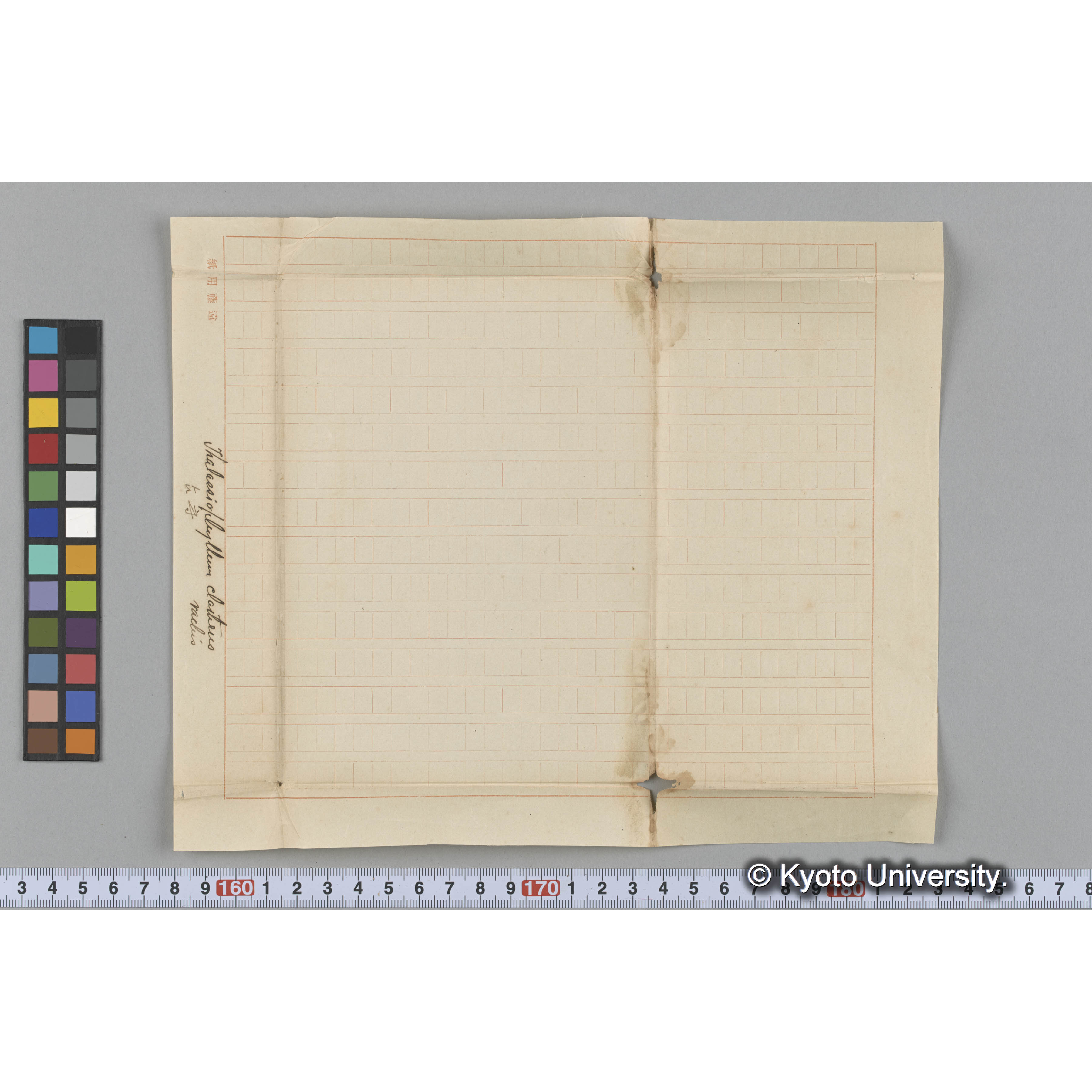 Thalassiophyllum clathrus / rachis / 占守 (3)