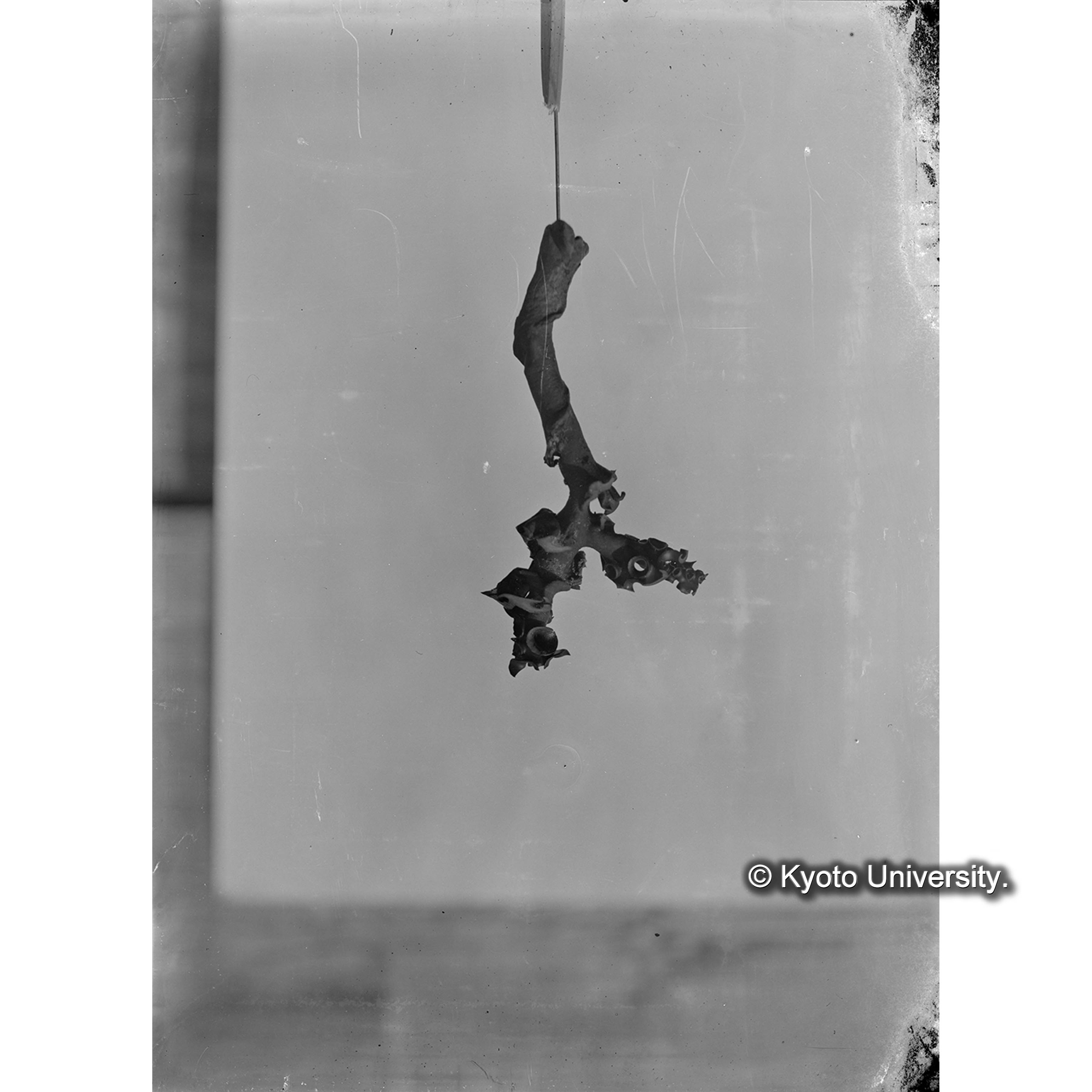 Thalassiophyllum clathrus / rachis / 占守 (4)