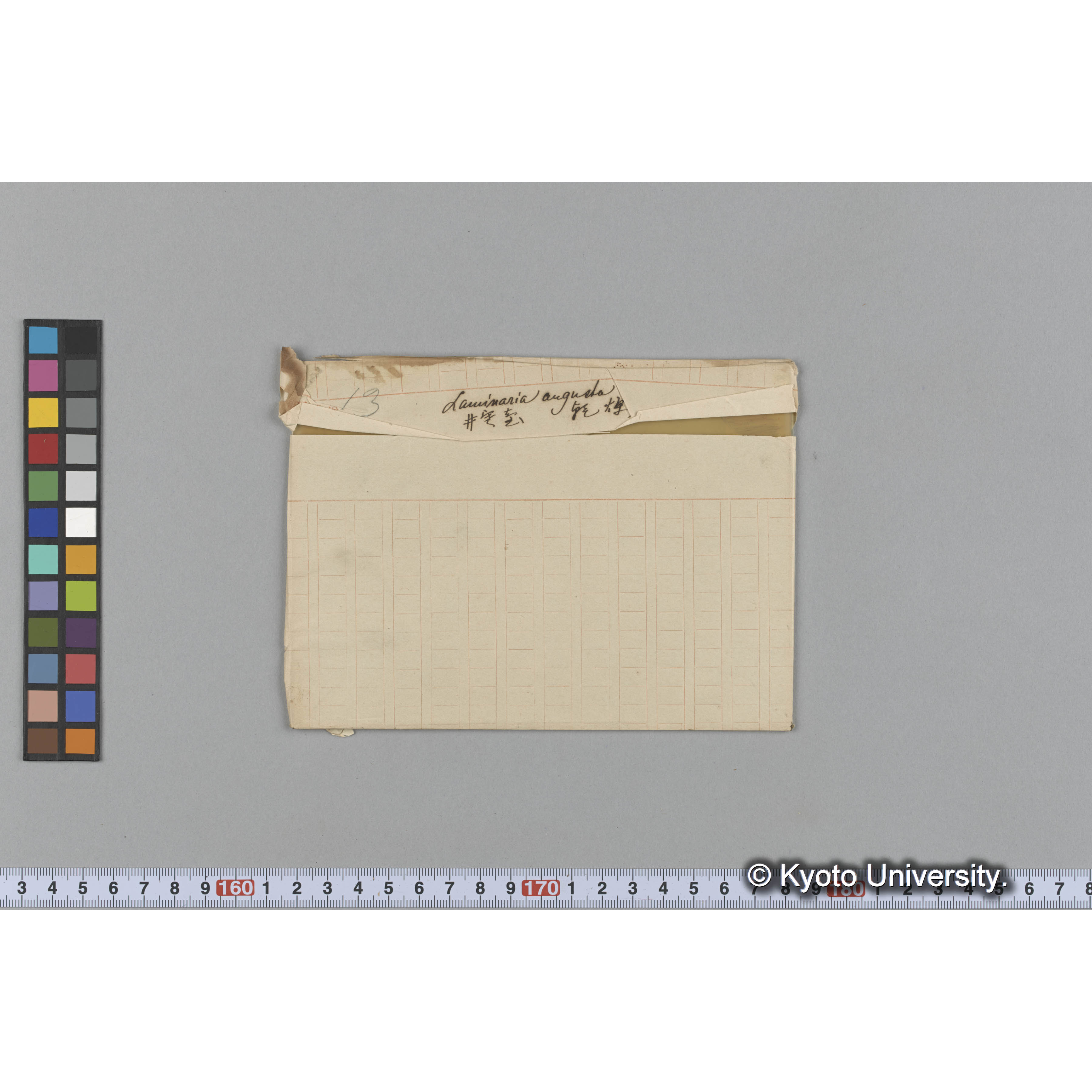 Laminaria augusta / 井寒臺　乾燥 (1)