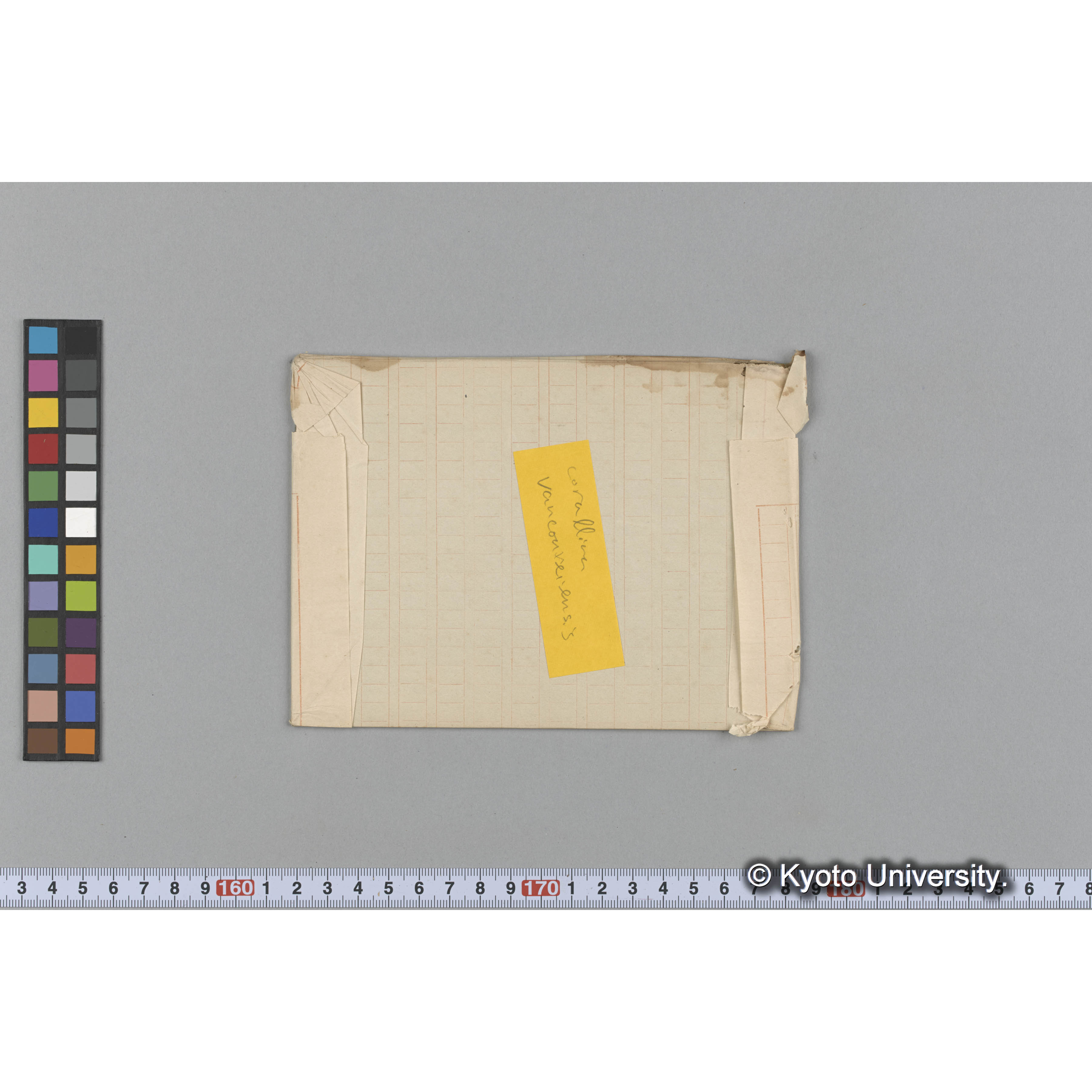 Laminaria augusta / 井寒臺　乾燥 (2)