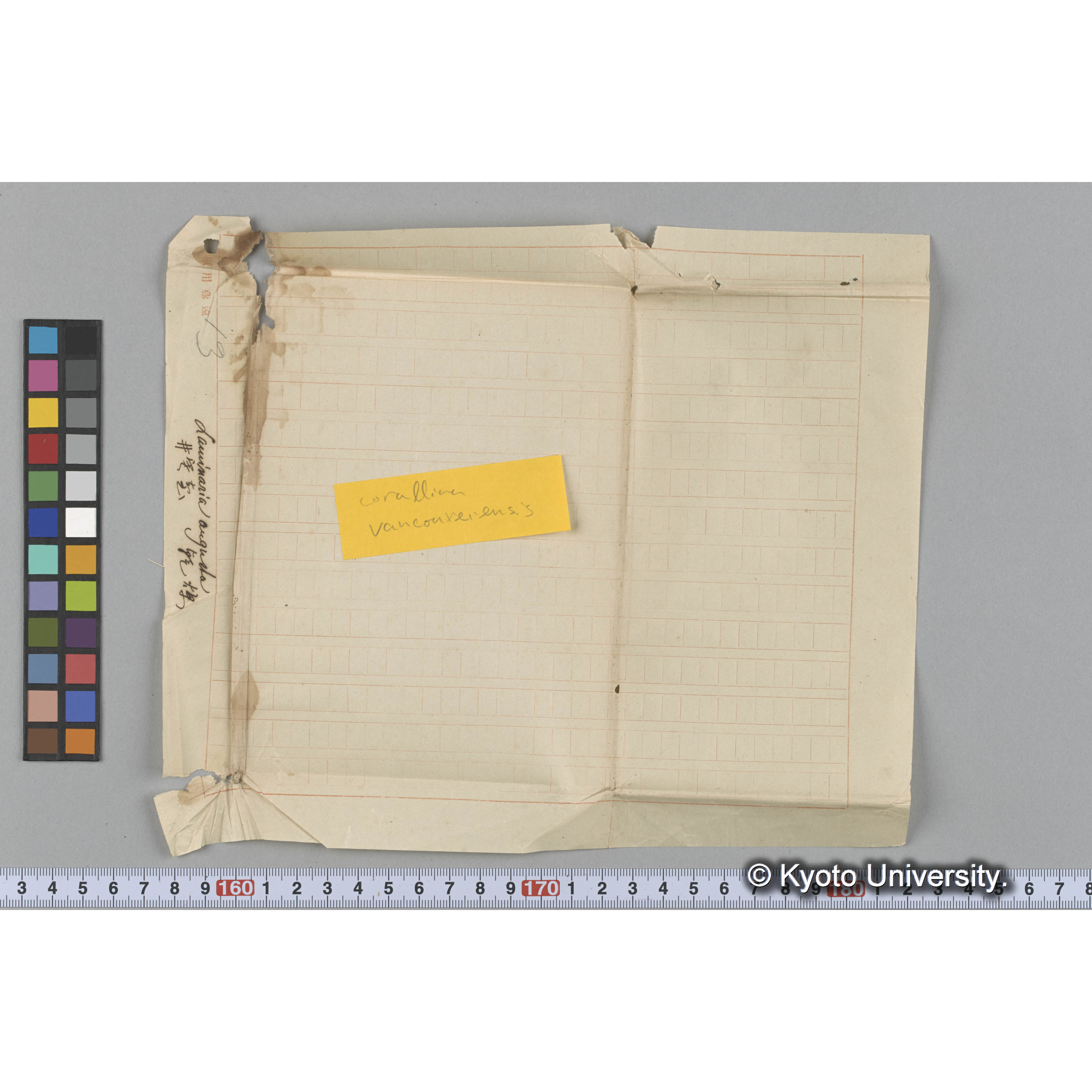 Laminaria augusta / 井寒臺　乾燥 (3)