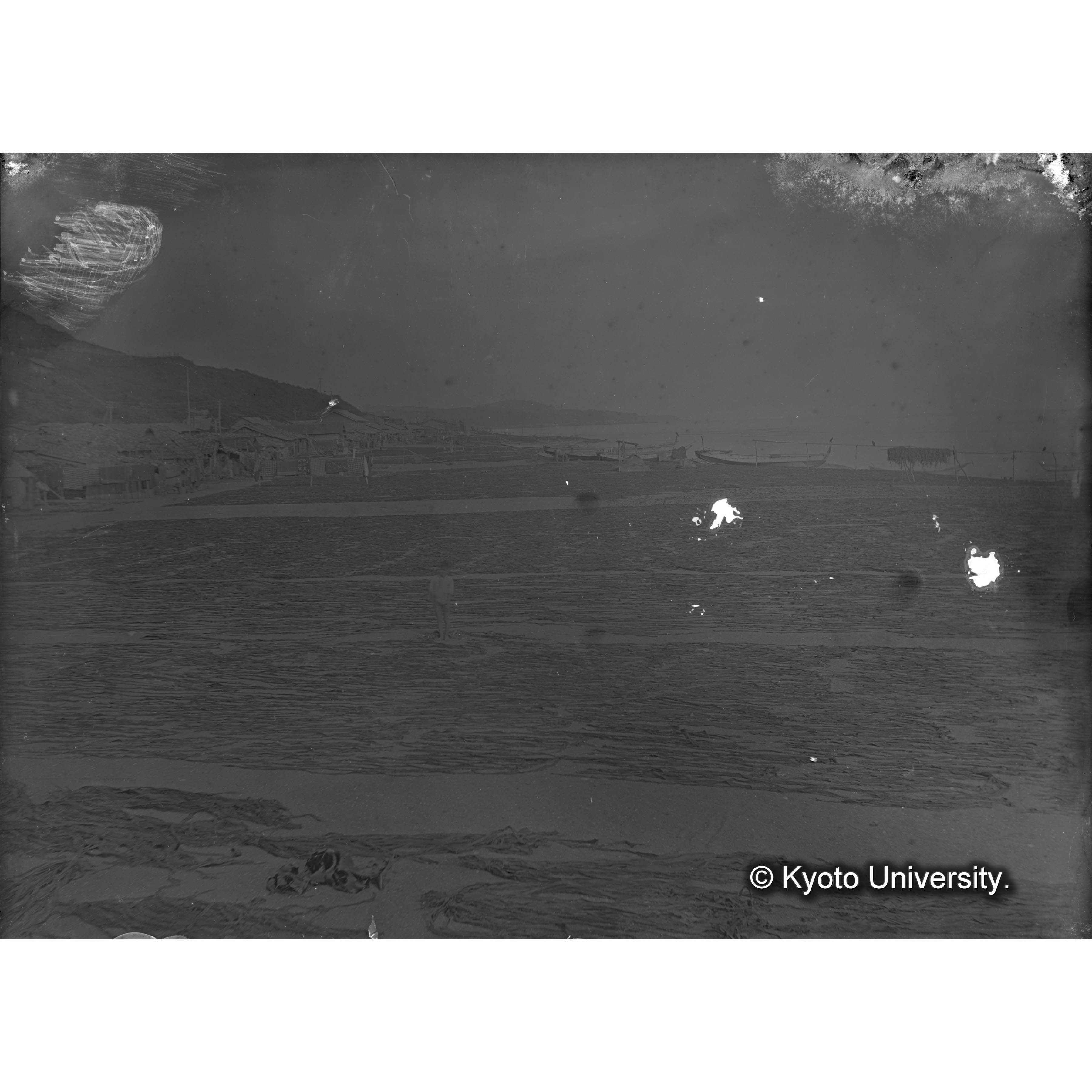 Laminaria augusta / 井寒臺　乾燥 (4)