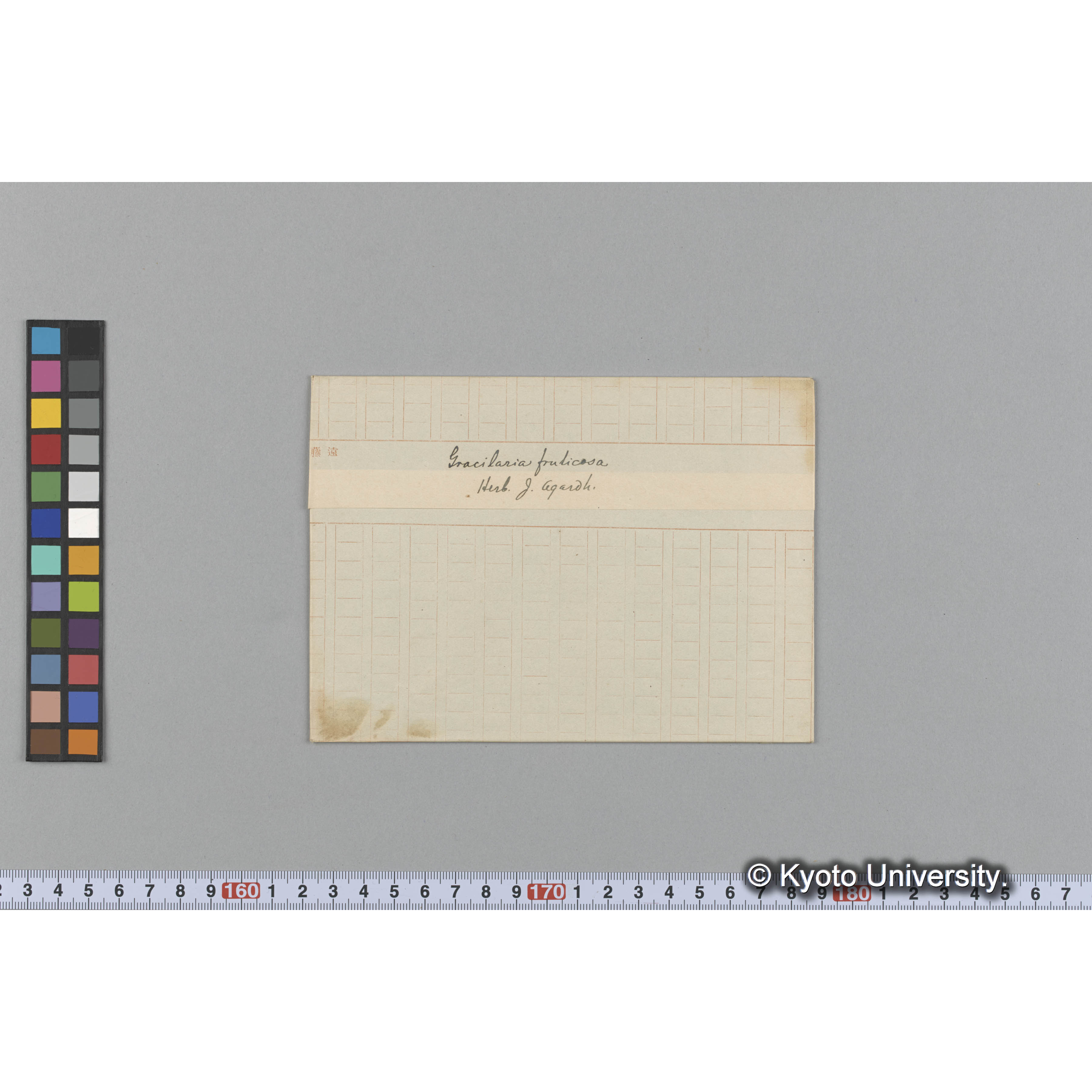 Gracilaria fruticosa / Herb. J. Agardh. （写真帳番号 50） (1)