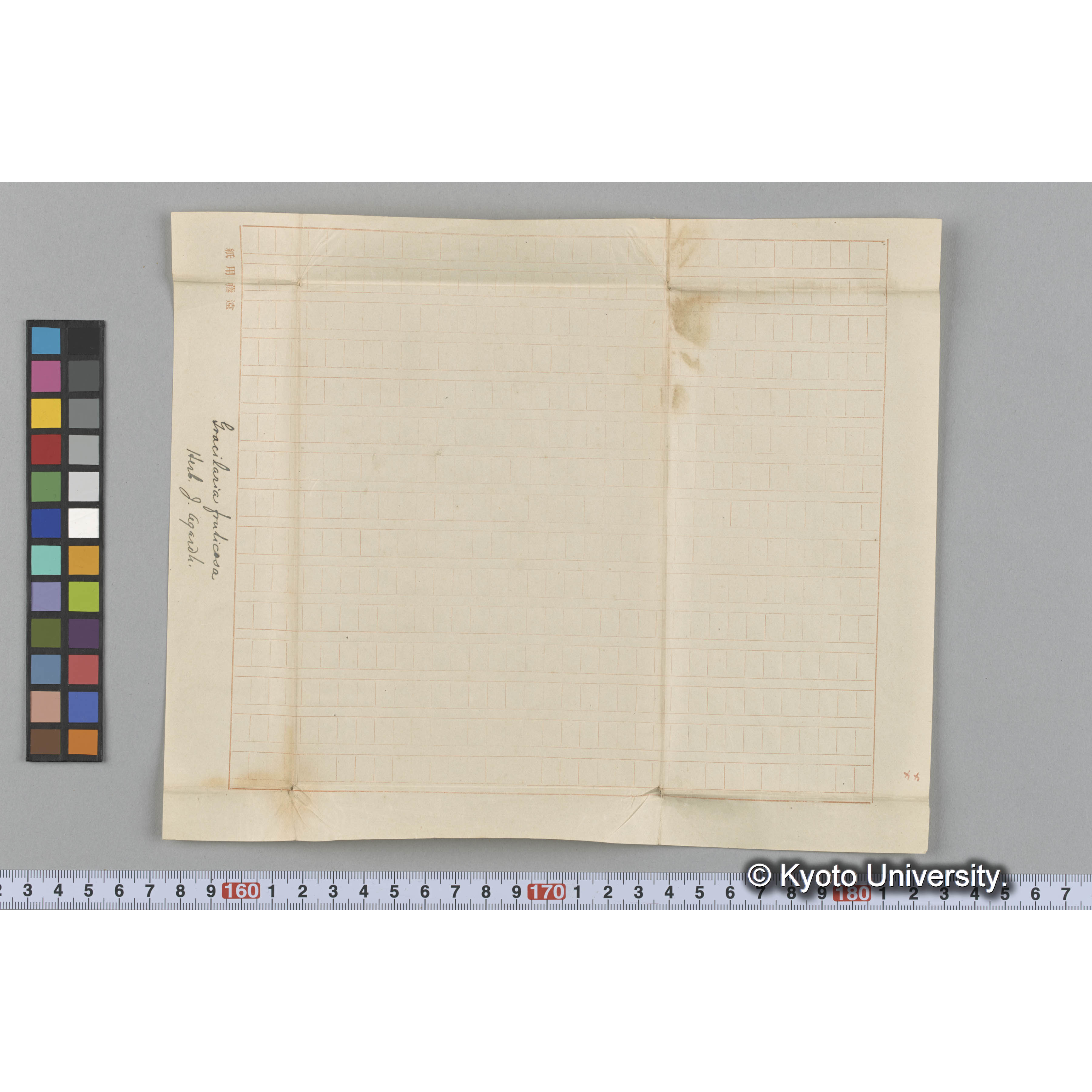 Gracilaria fruticosa / Herb. J. Agardh. （写真帳番号 50） (3)