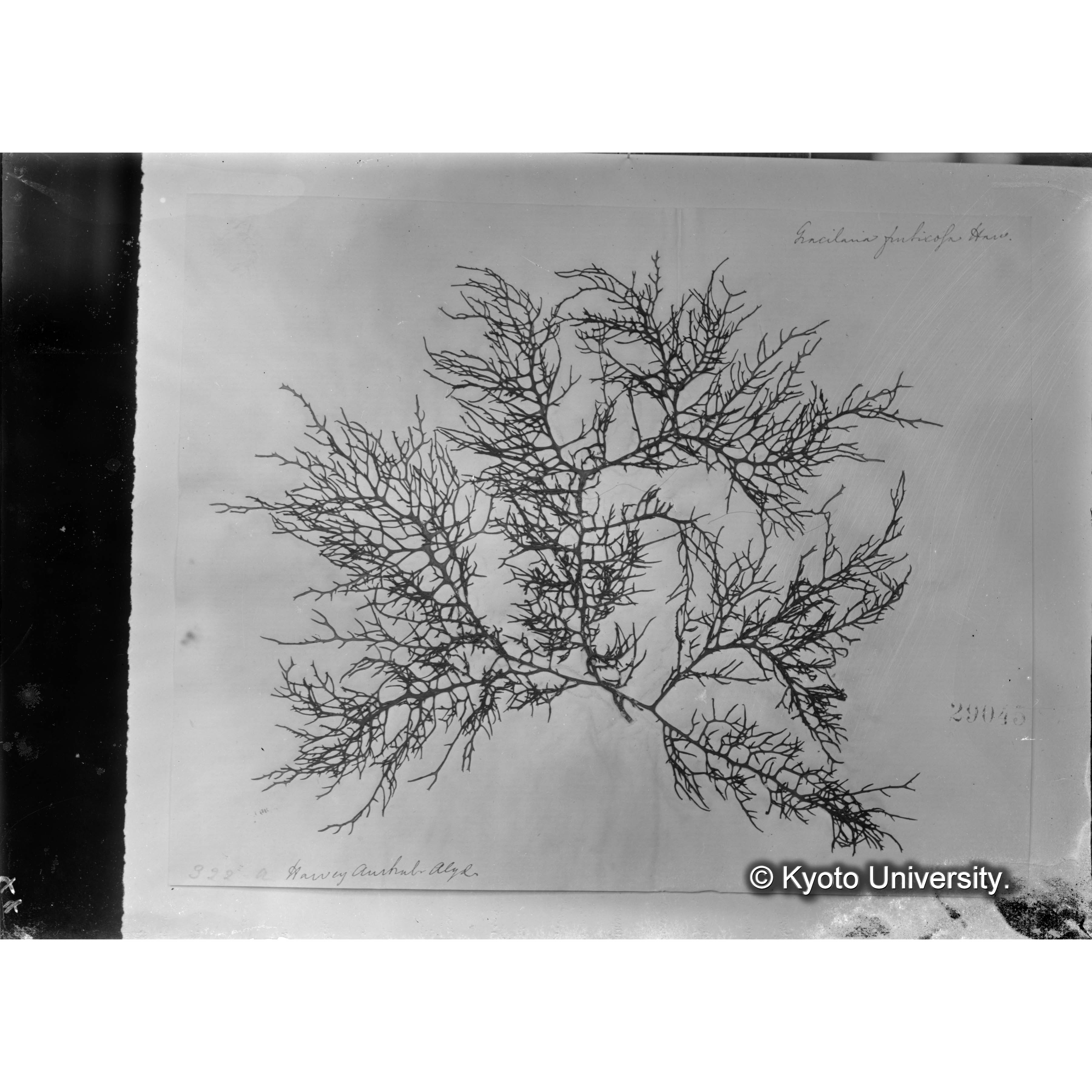 Gracilaria fruticosa / Herb. J. Agardh. （写真帳番号 50） (4)