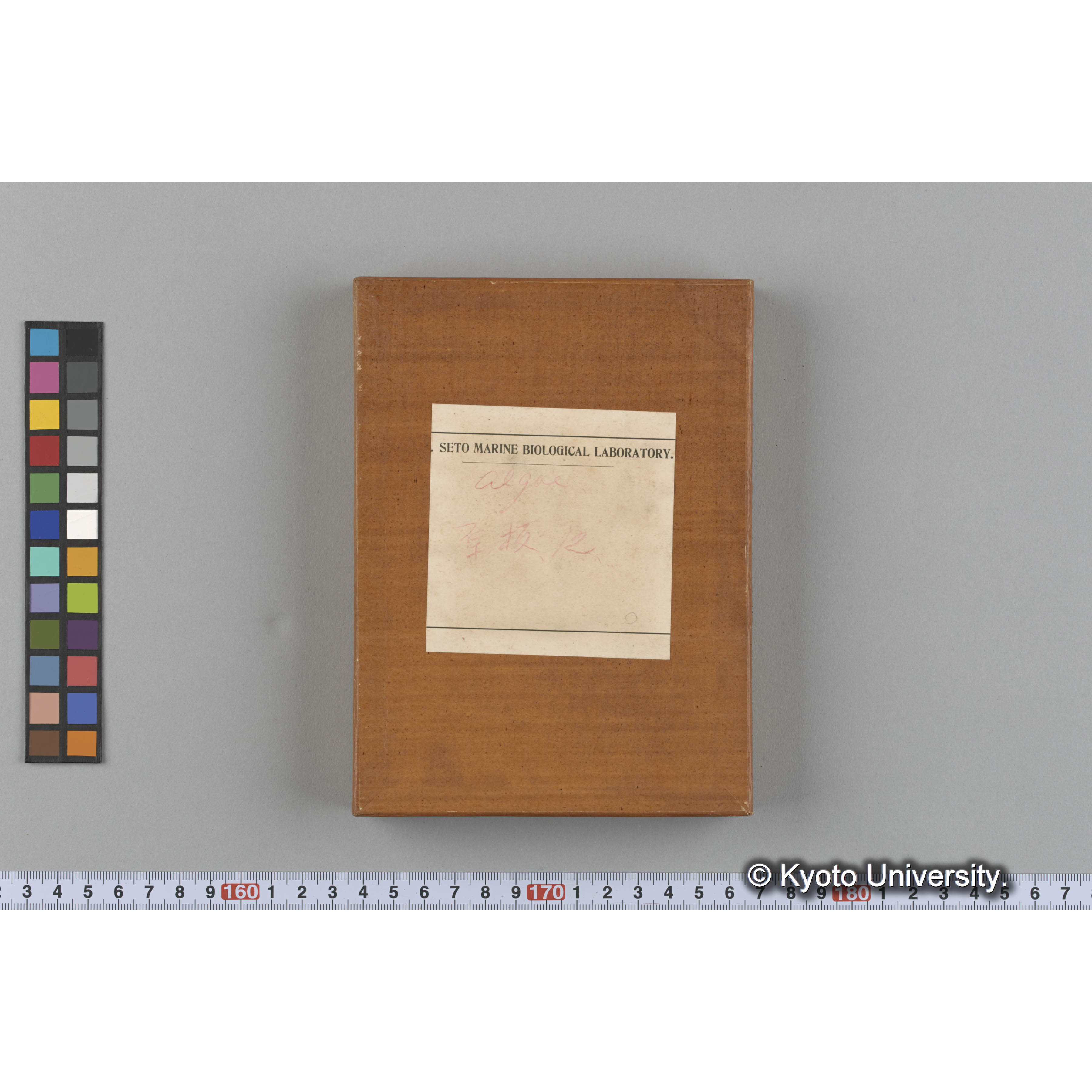 [ガラス乾板収納箱3.]algae 原板12 (1)