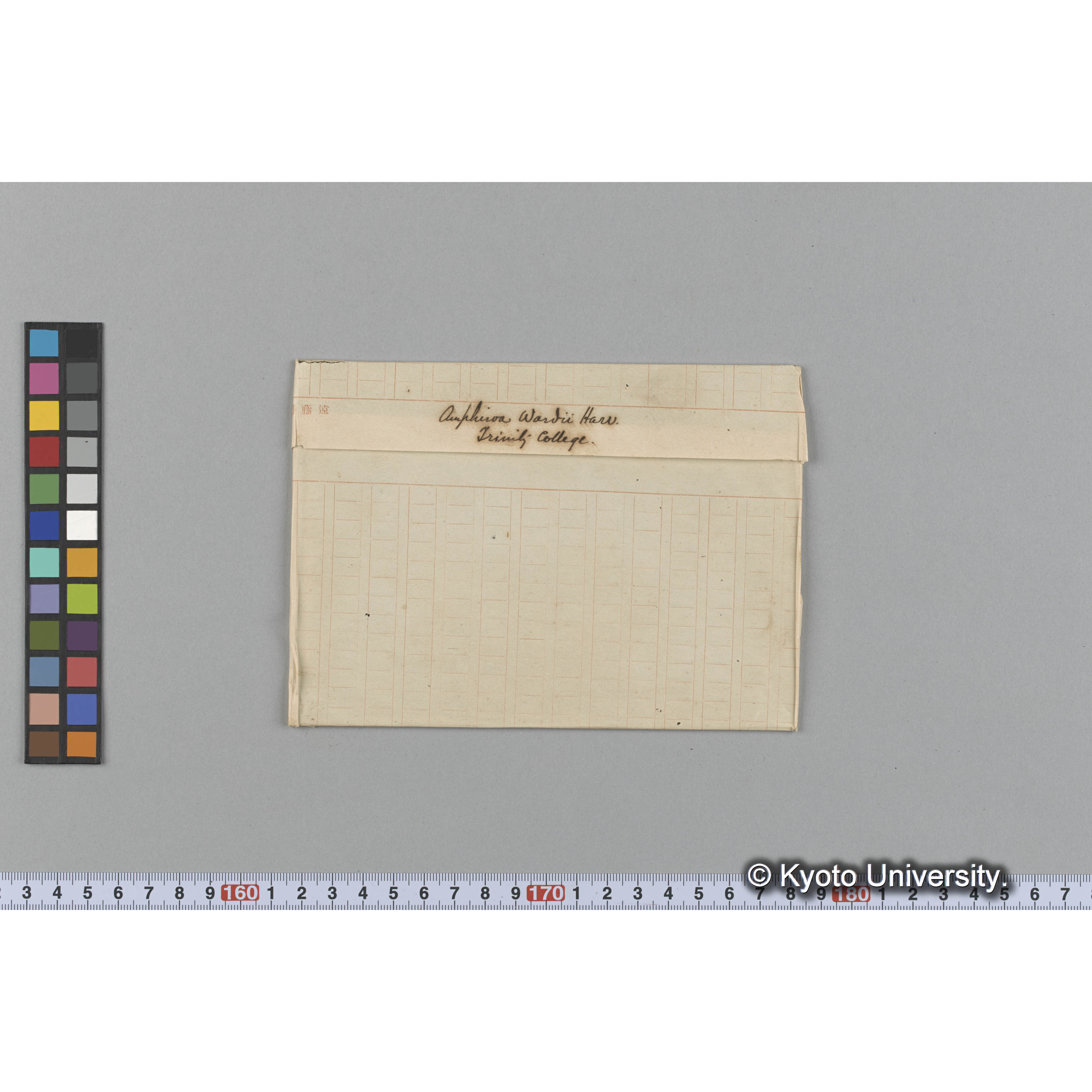 Amphiroa Wardii Harv. Trinity College （写真帳番号 12） (1)