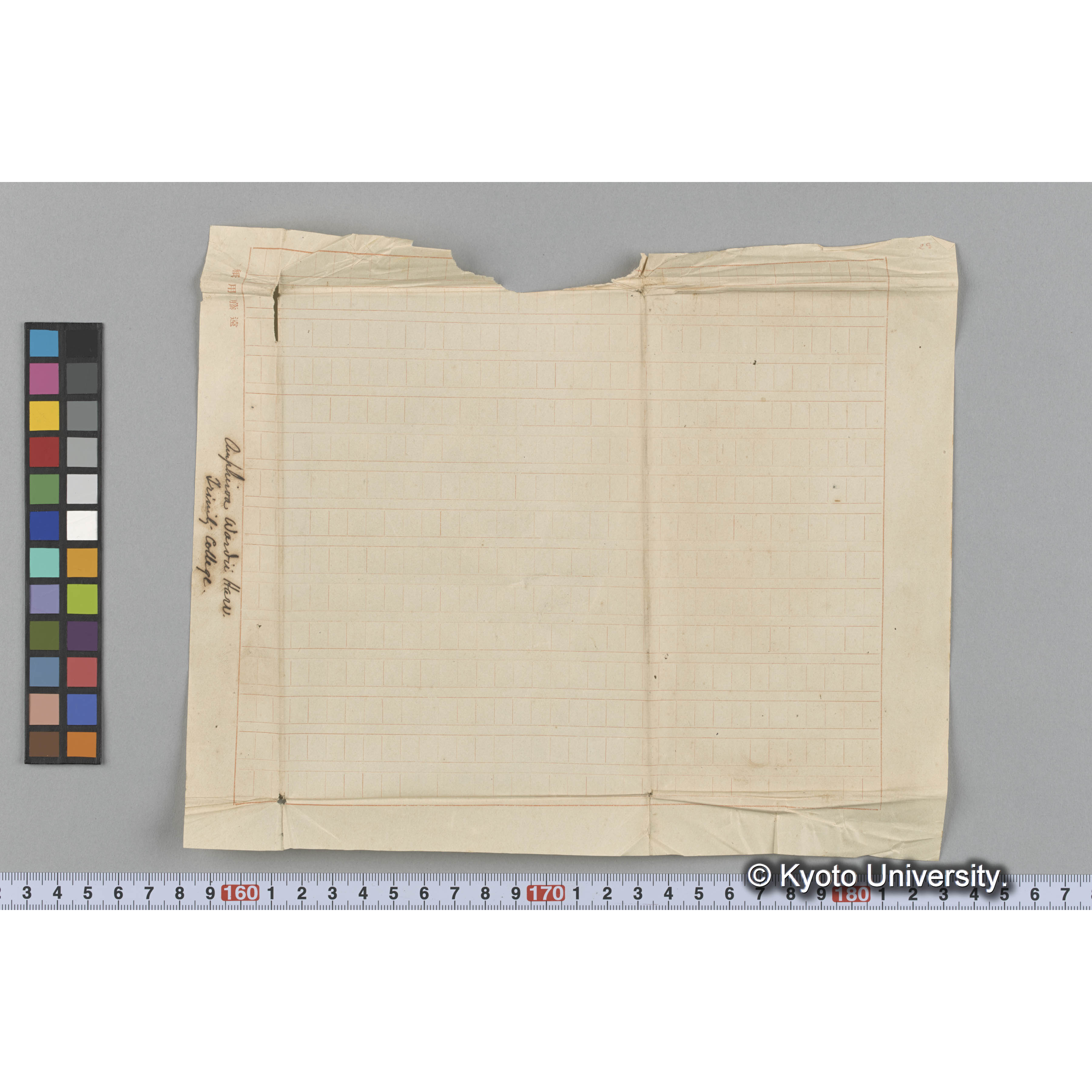 Amphiroa Wardii Harv. Trinity College （写真帳番号 12） (3)