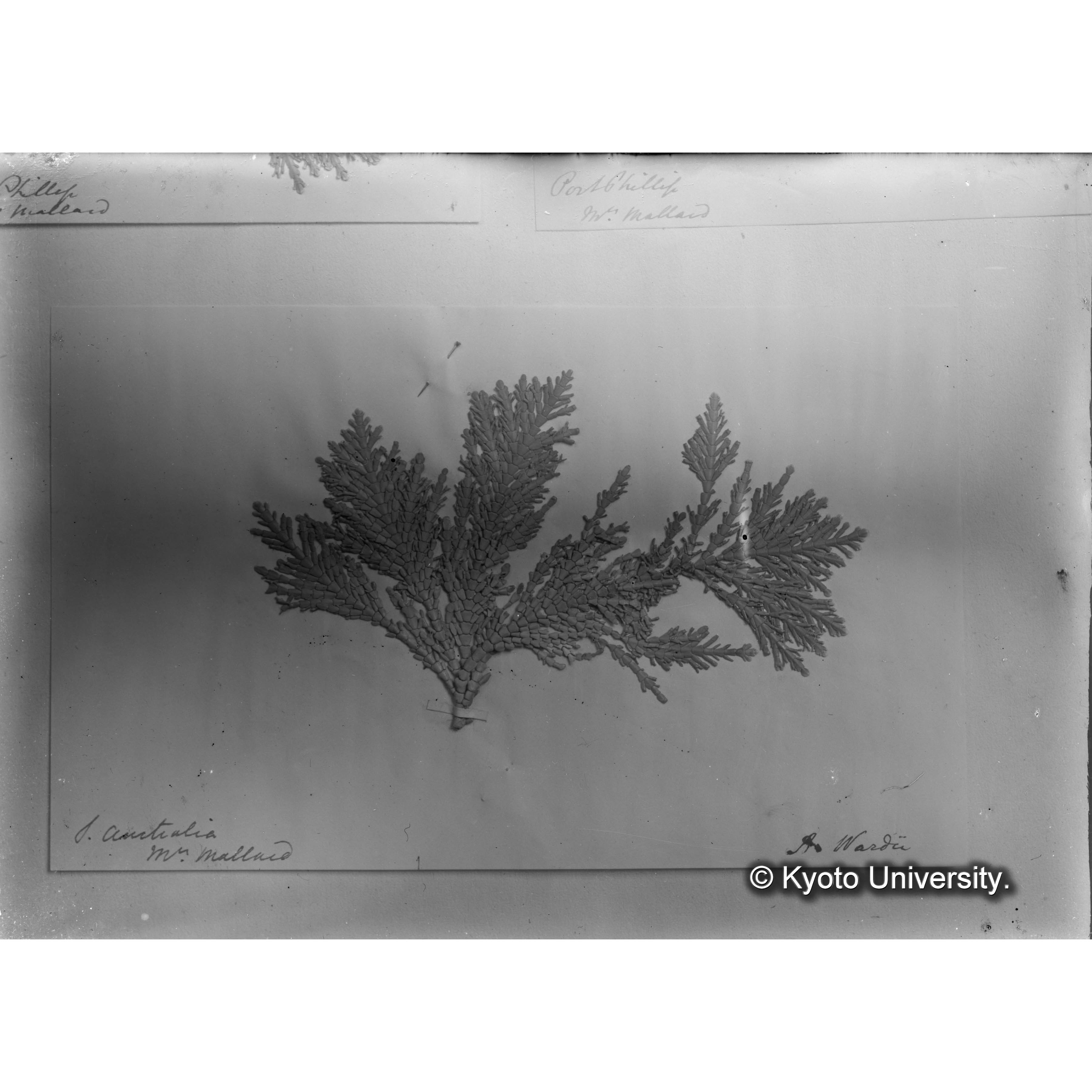 Amphiroa Wardii Harv. Trinity College （写真帳番号 12） (4)