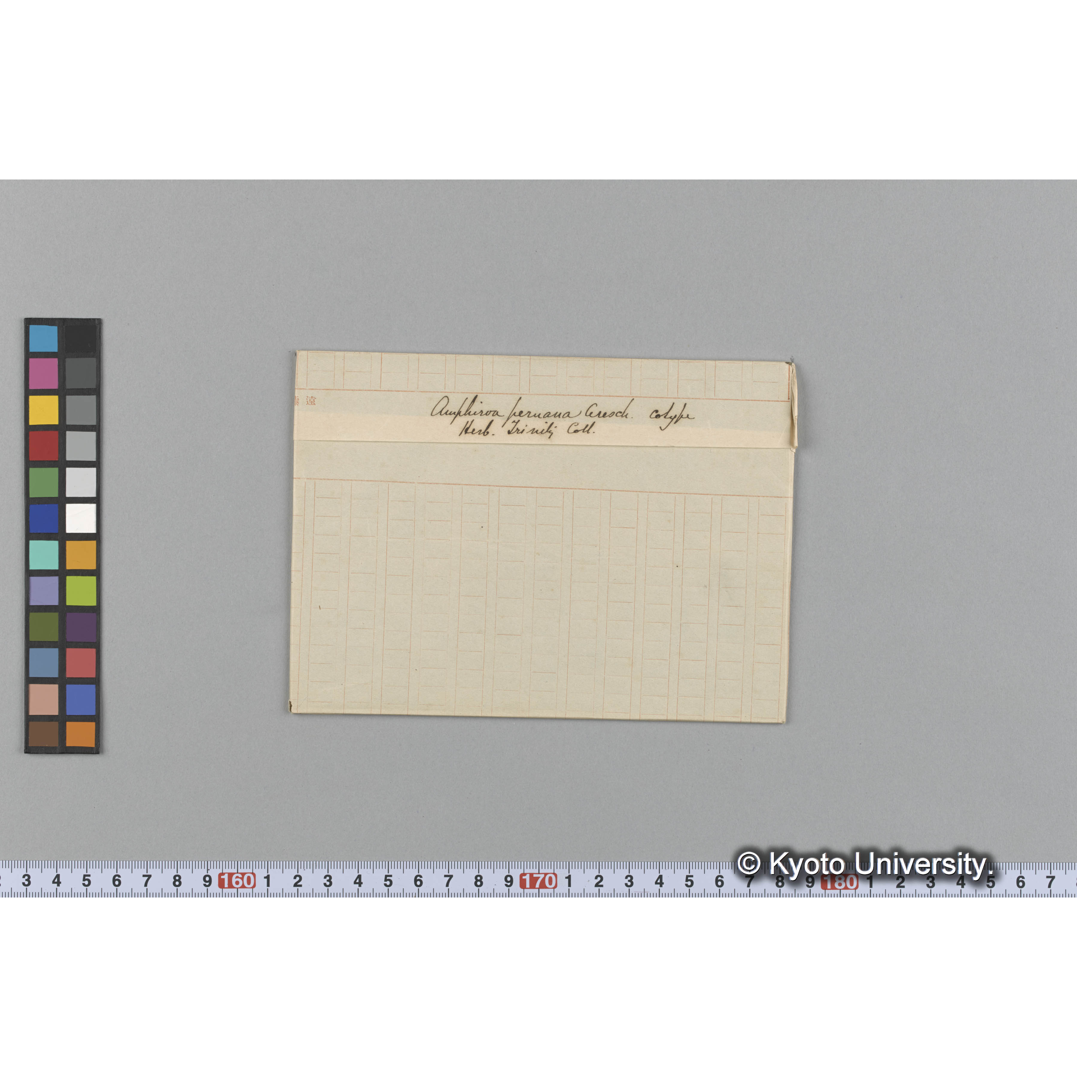 Amphiroa peruana Aresch / cotype / Herb. Trinity Coll. （写真帳番号 10） (1)