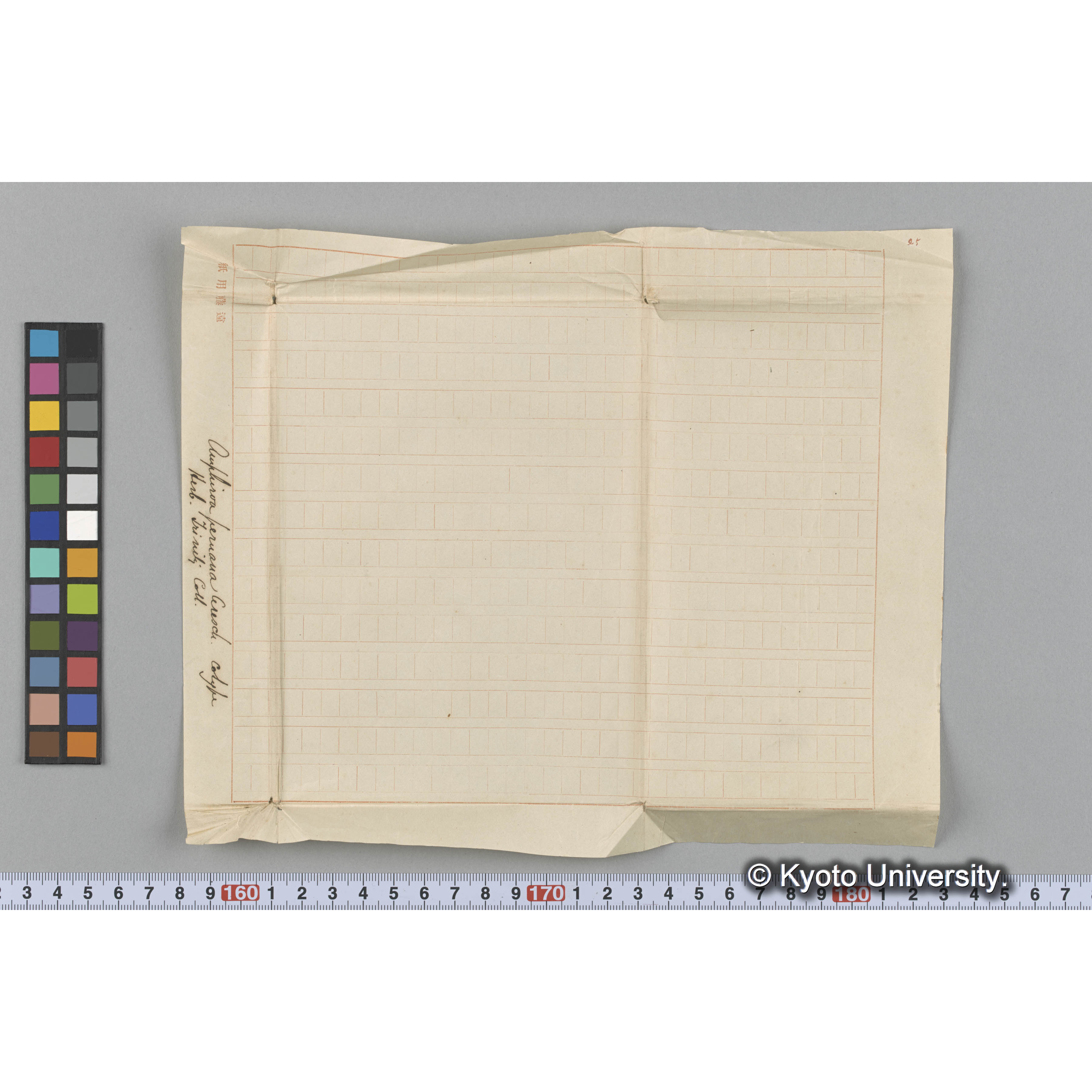 Amphiroa peruana Aresch / cotype / Herb. Trinity Coll. （写真帳番号 10） (3)