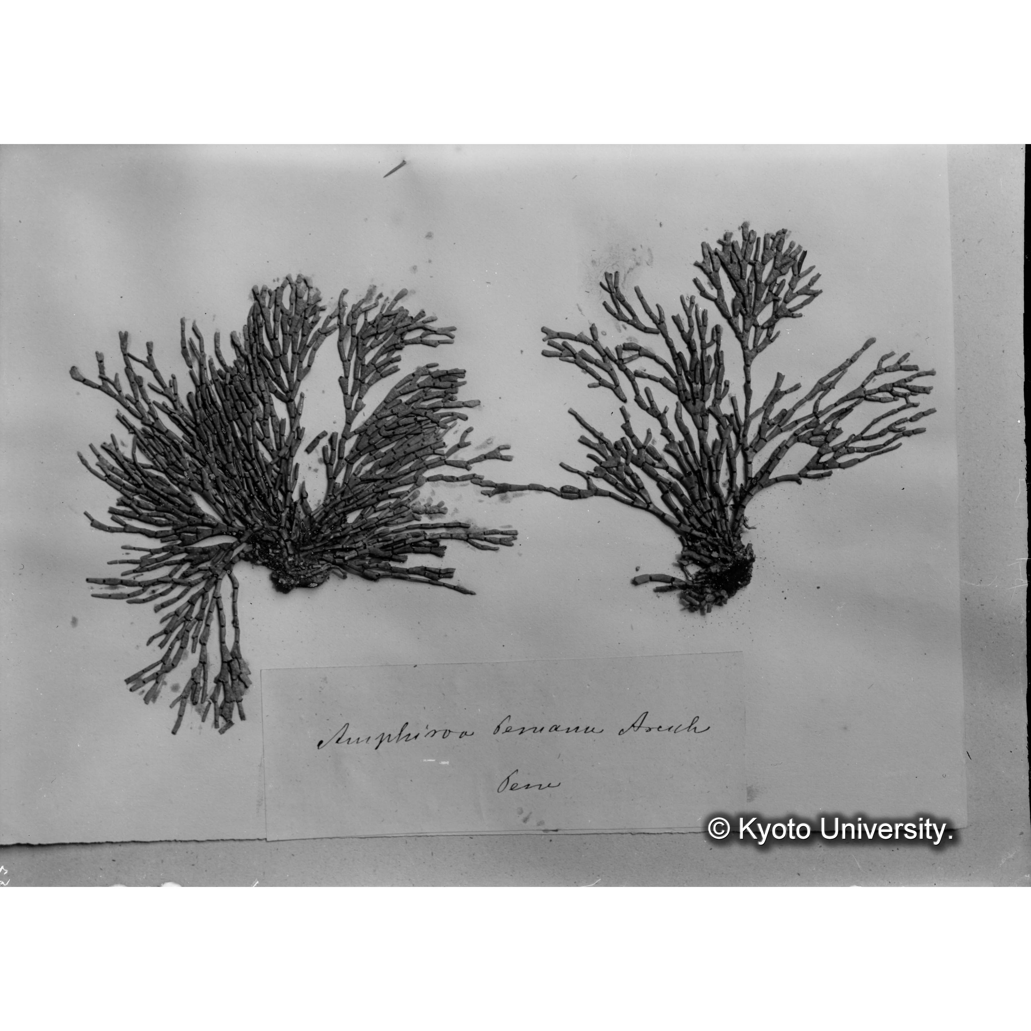 Amphiroa peruana Aresch / cotype / Herb. Trinity Coll. （写真帳番号 10） (4)