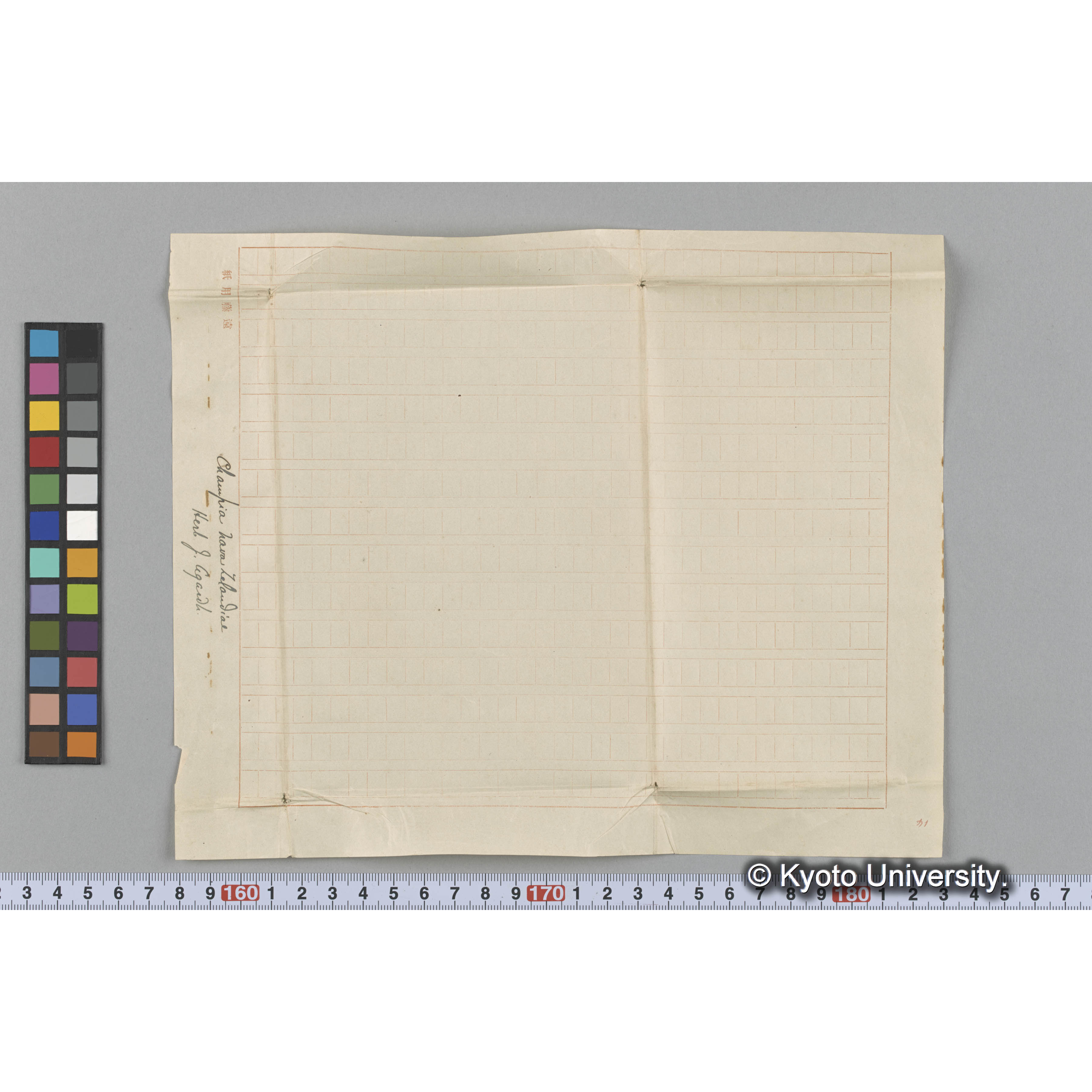 Champia Nova Zelandiae / Herb. J. Agradh （写真帳番号 23） (3)