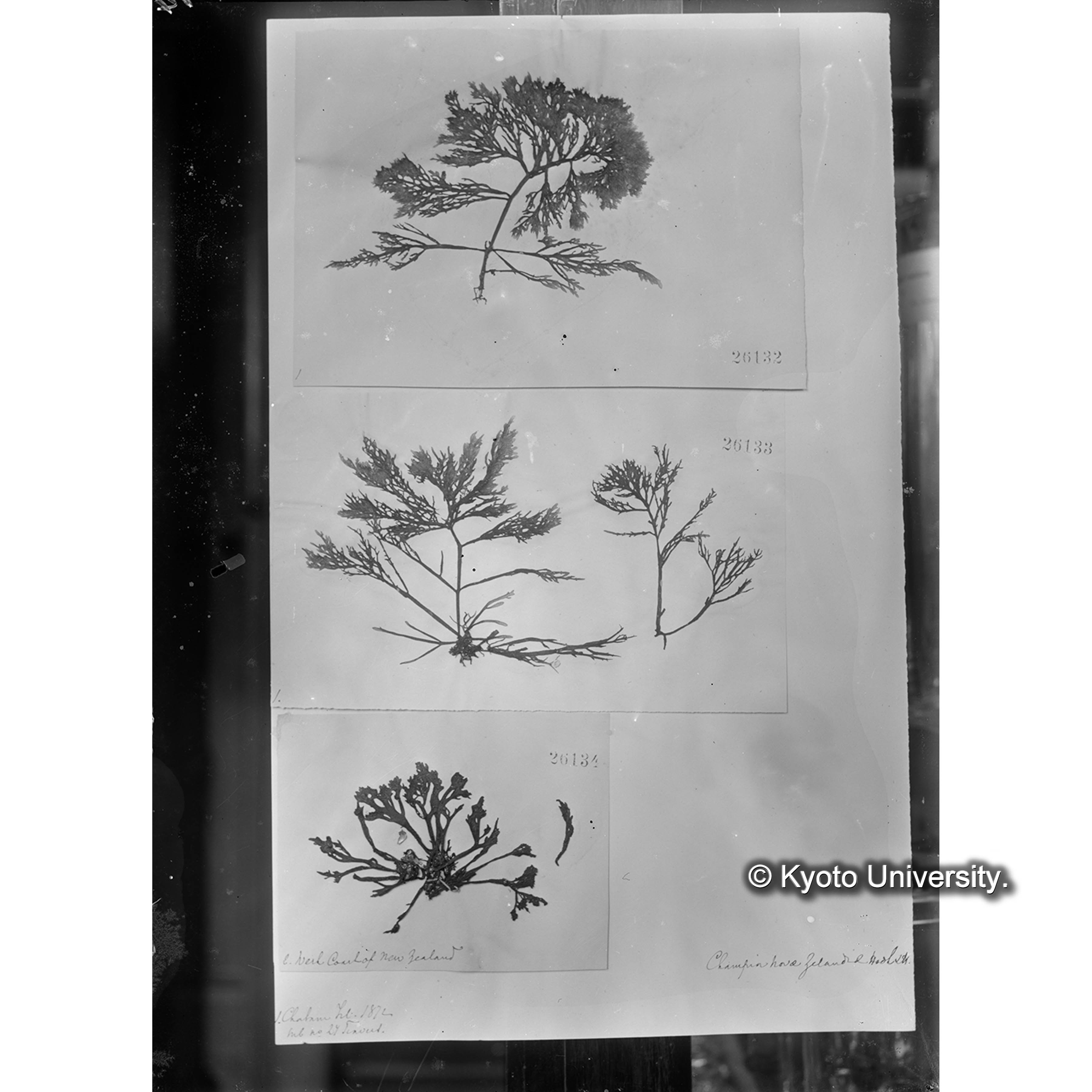 Champia Nova Zelandiae / Herb. J. Agradh （写真帳番号 23） (4)