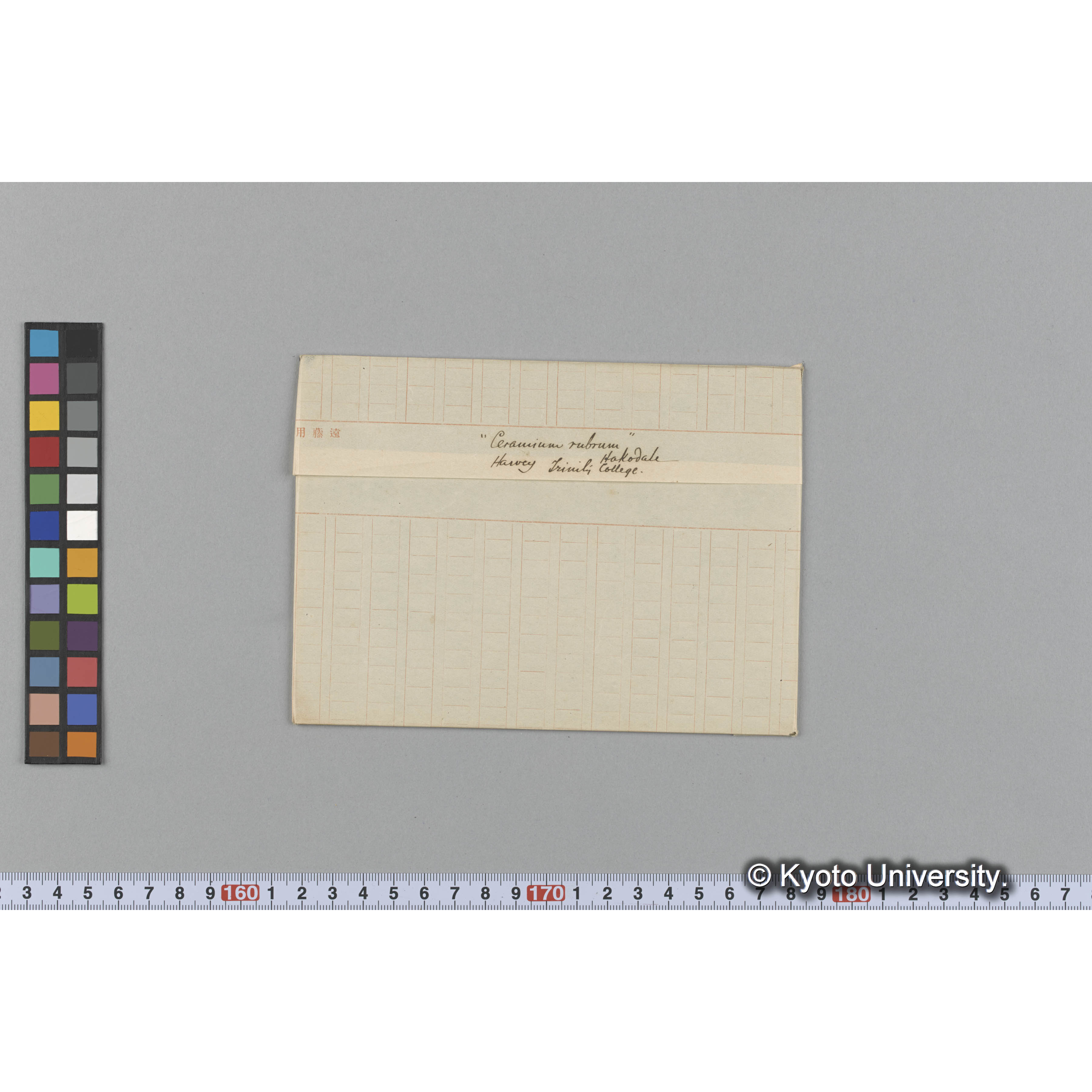 "Ceramium rubrum" / Harvey Trinity College / Hakodate （写真帳番号 22） (1)