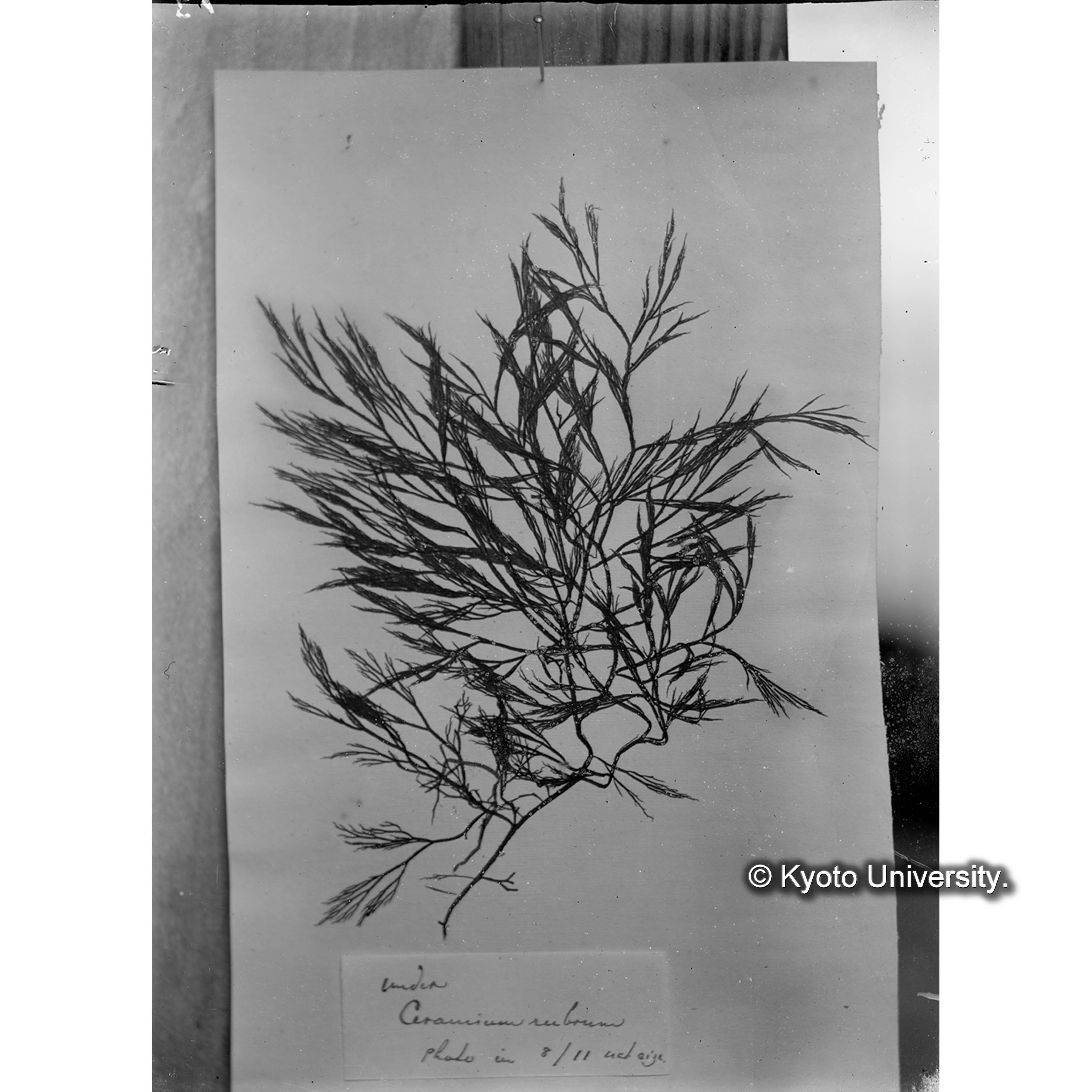 "Ceramium rubrum" / Harvey Trinity College / Hakodate （写真帳番号 22） (4)